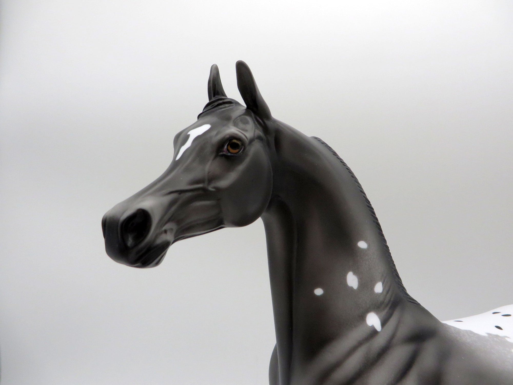 Thunder Rolls-LE-3 Black Appaloosa Arabian 5/14/21