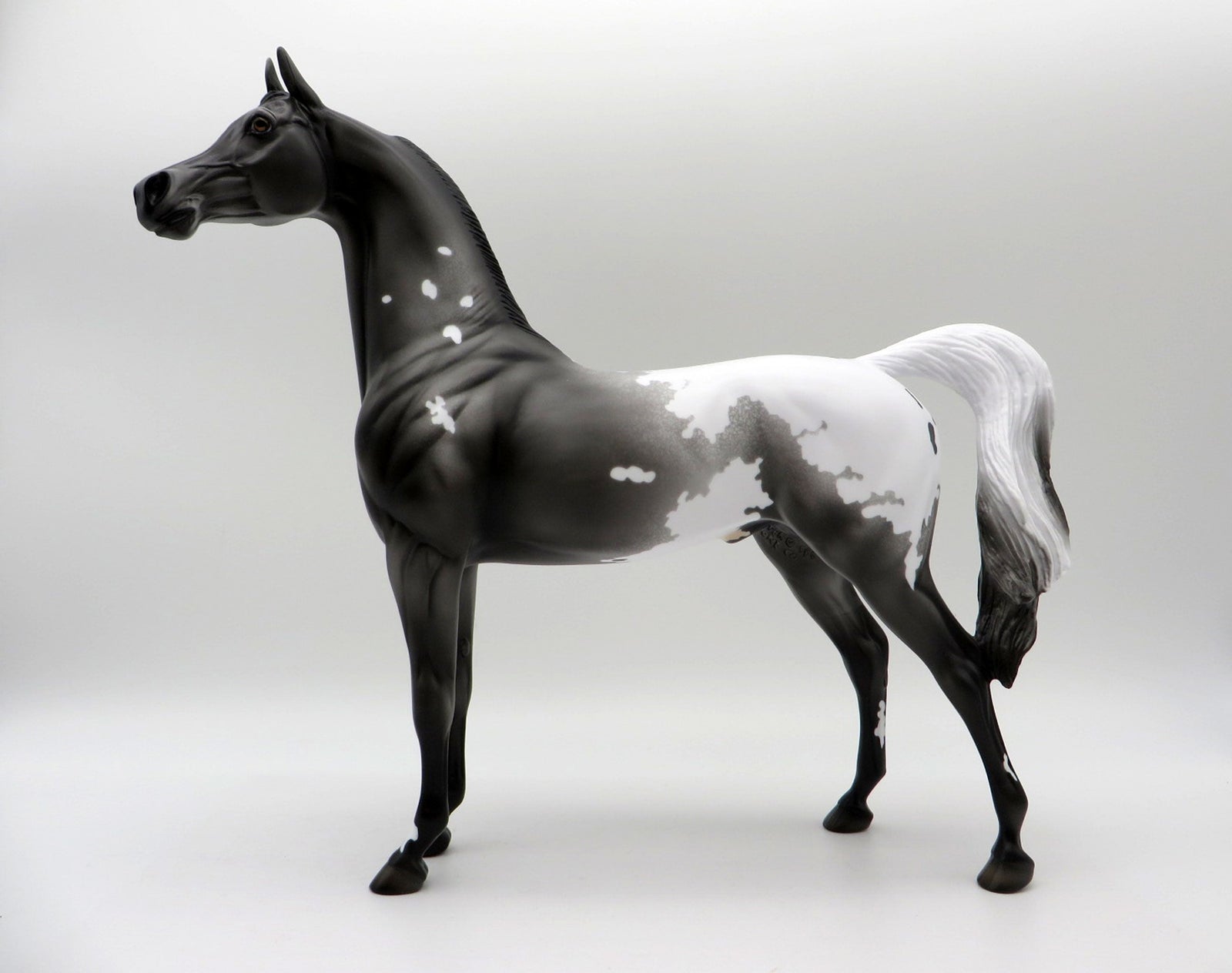 Thunder Rolls-LE-3 Black Appaloosa Arabian 5/14/21