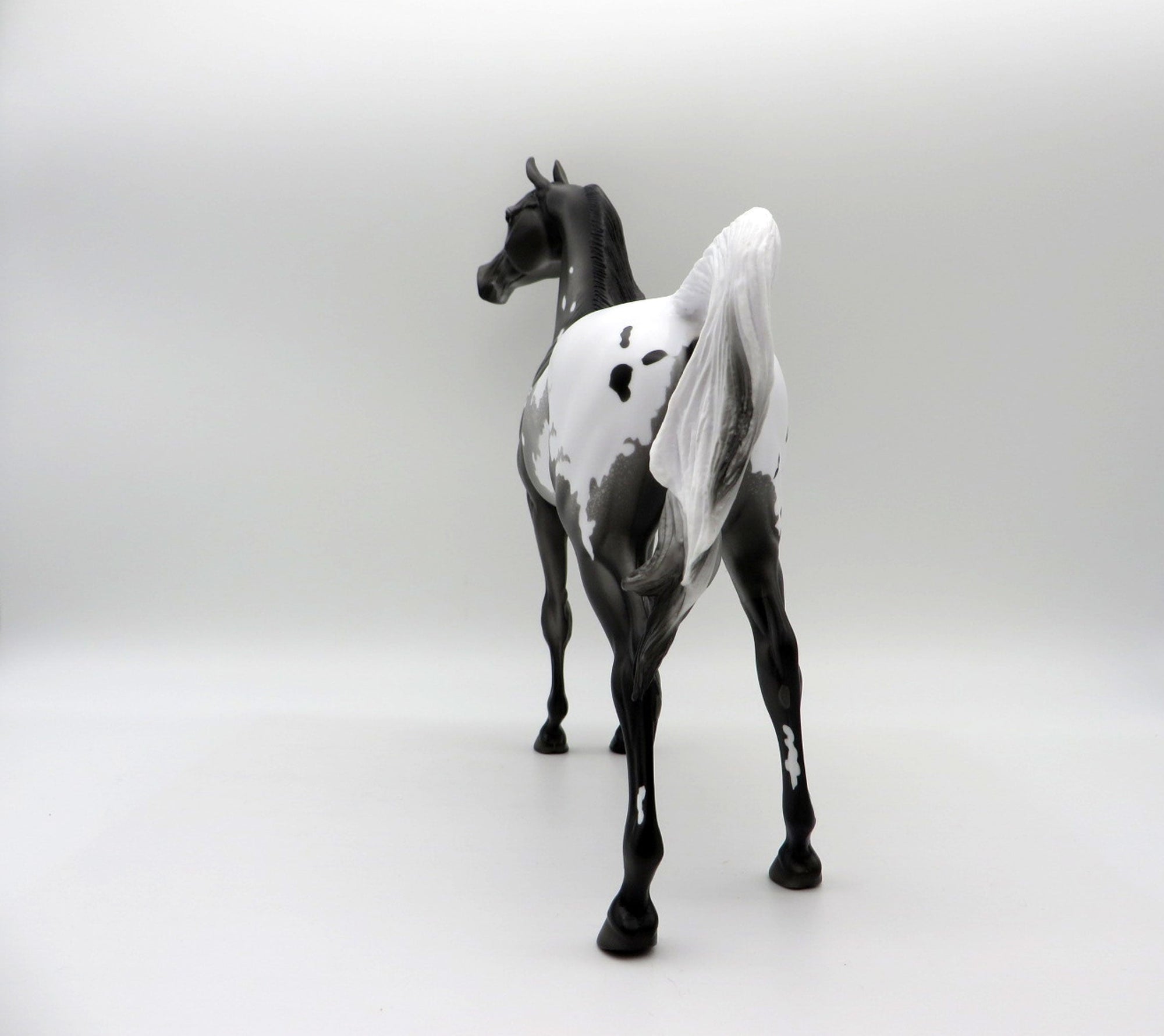 Thunder Rolls-LE-3 Black Appaloosa Arabian 5/14/21