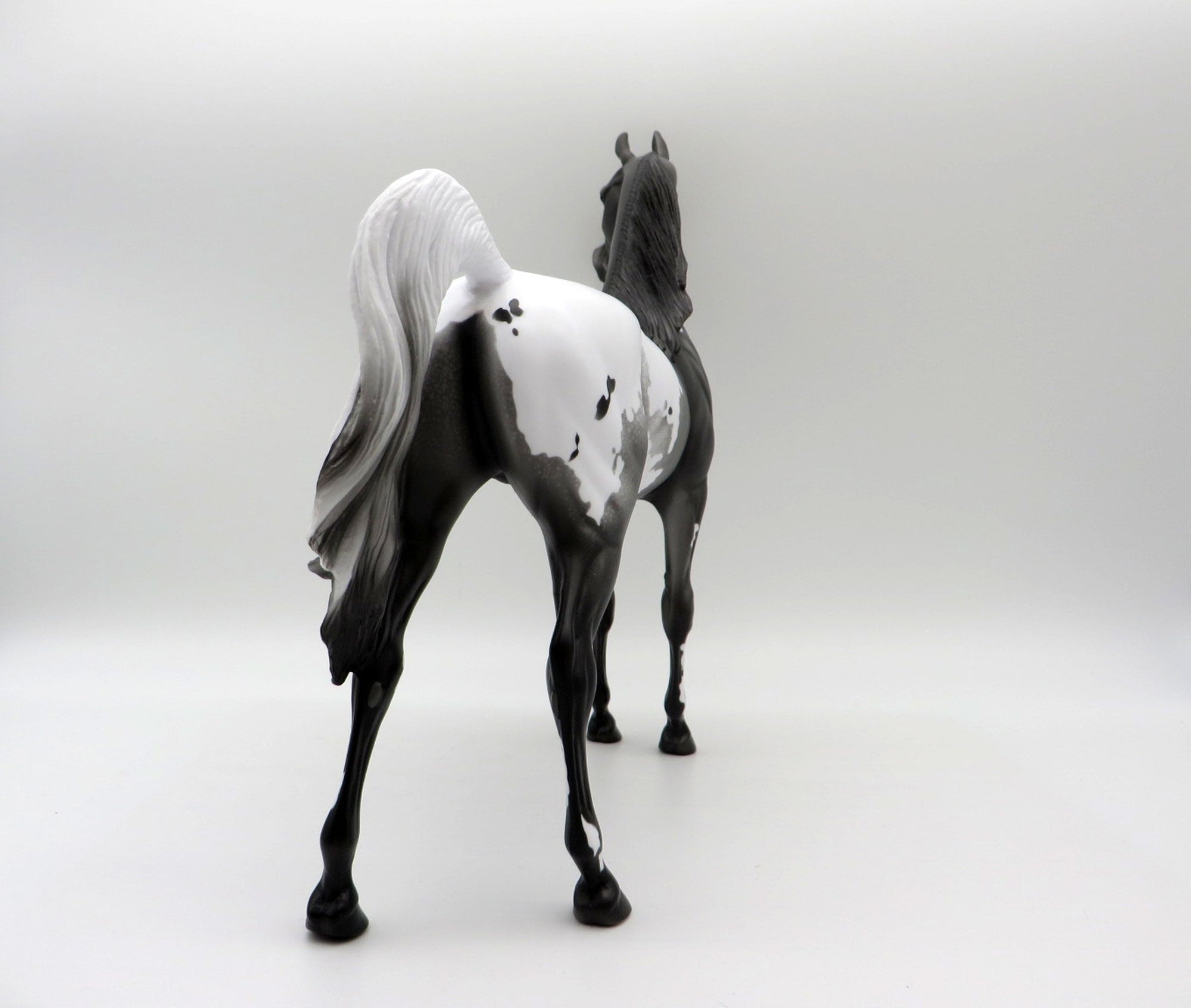 Thunder Rolls-LE-3 Black Appaloosa Arabian 5/14/21