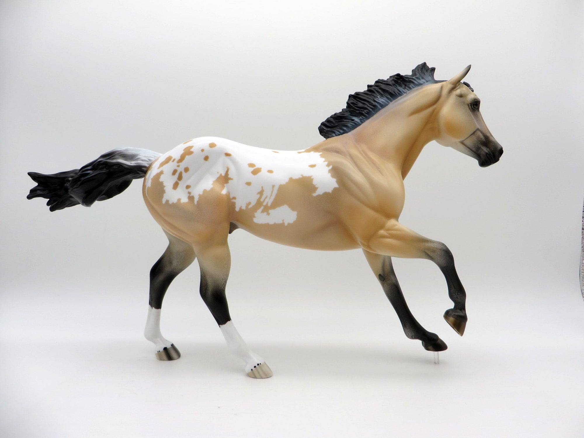 Titan-LE-6 Buckskin Appaloosa Foundation Quarter Horse EQ 2021