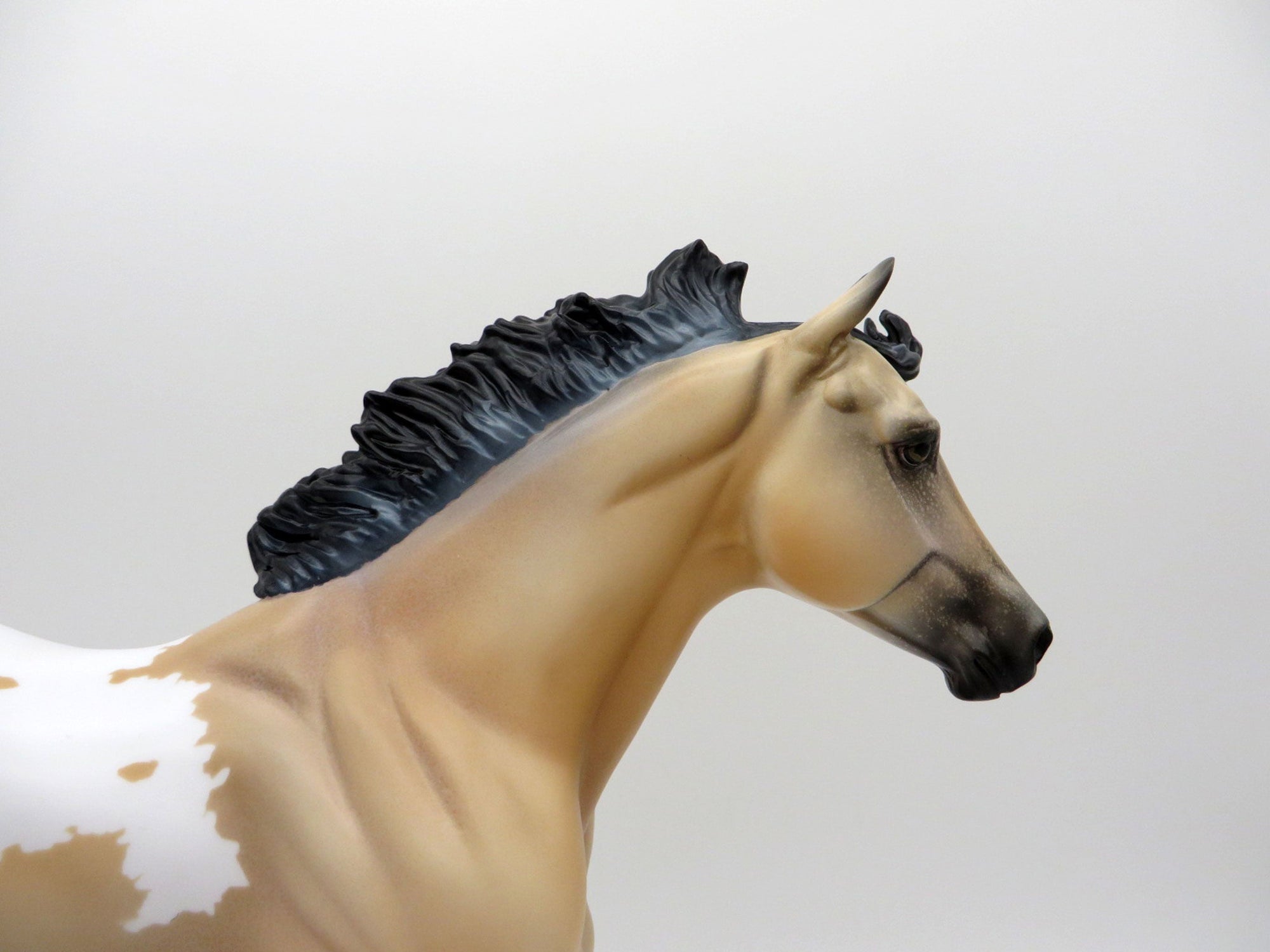 Titan-LE-6 Buckskin Appaloosa Foundation Quarter Horse EQ 2021