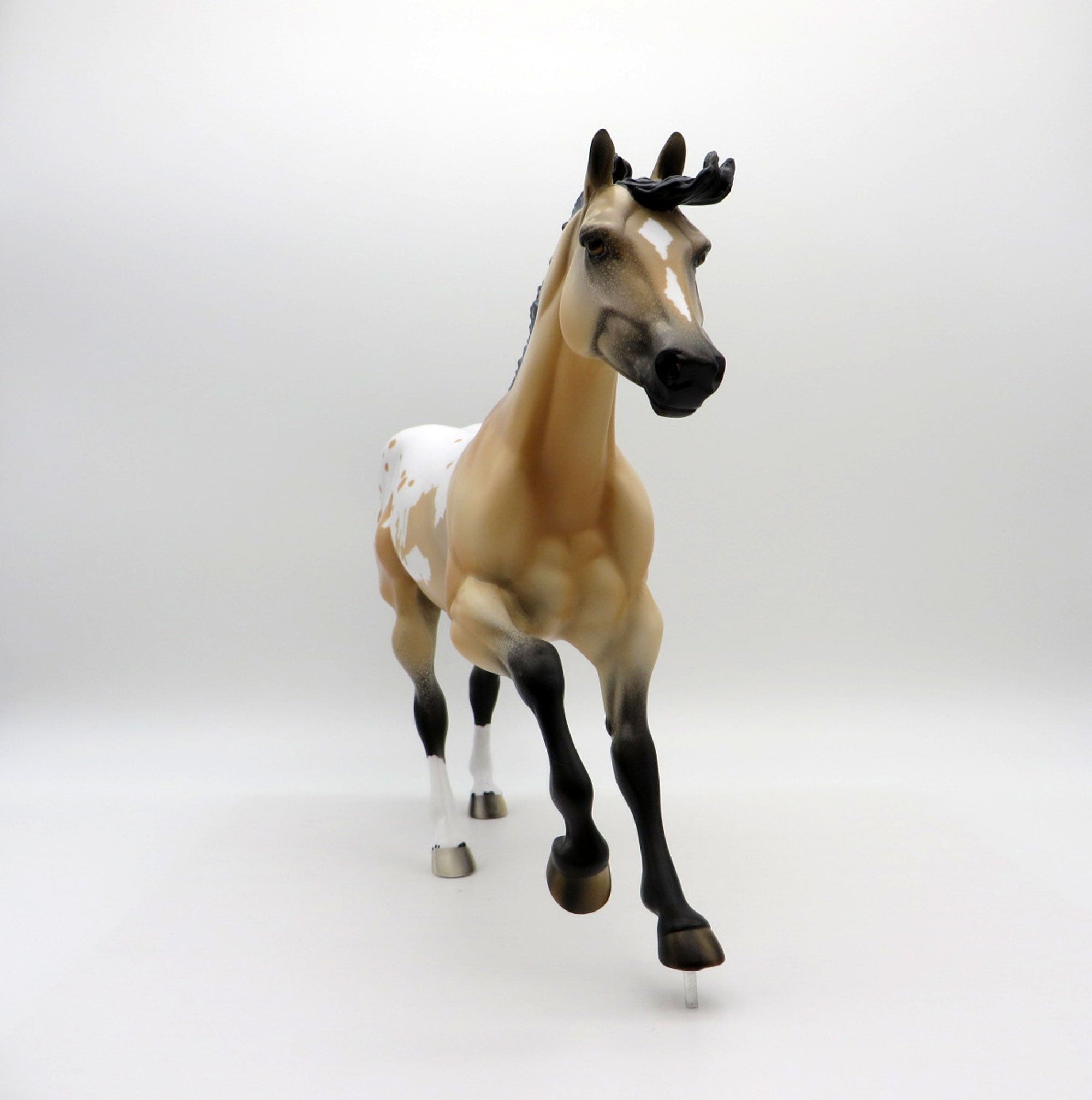 Titan-LE-6 Buckskin Appaloosa Foundation Quarter Horse EQ 2021