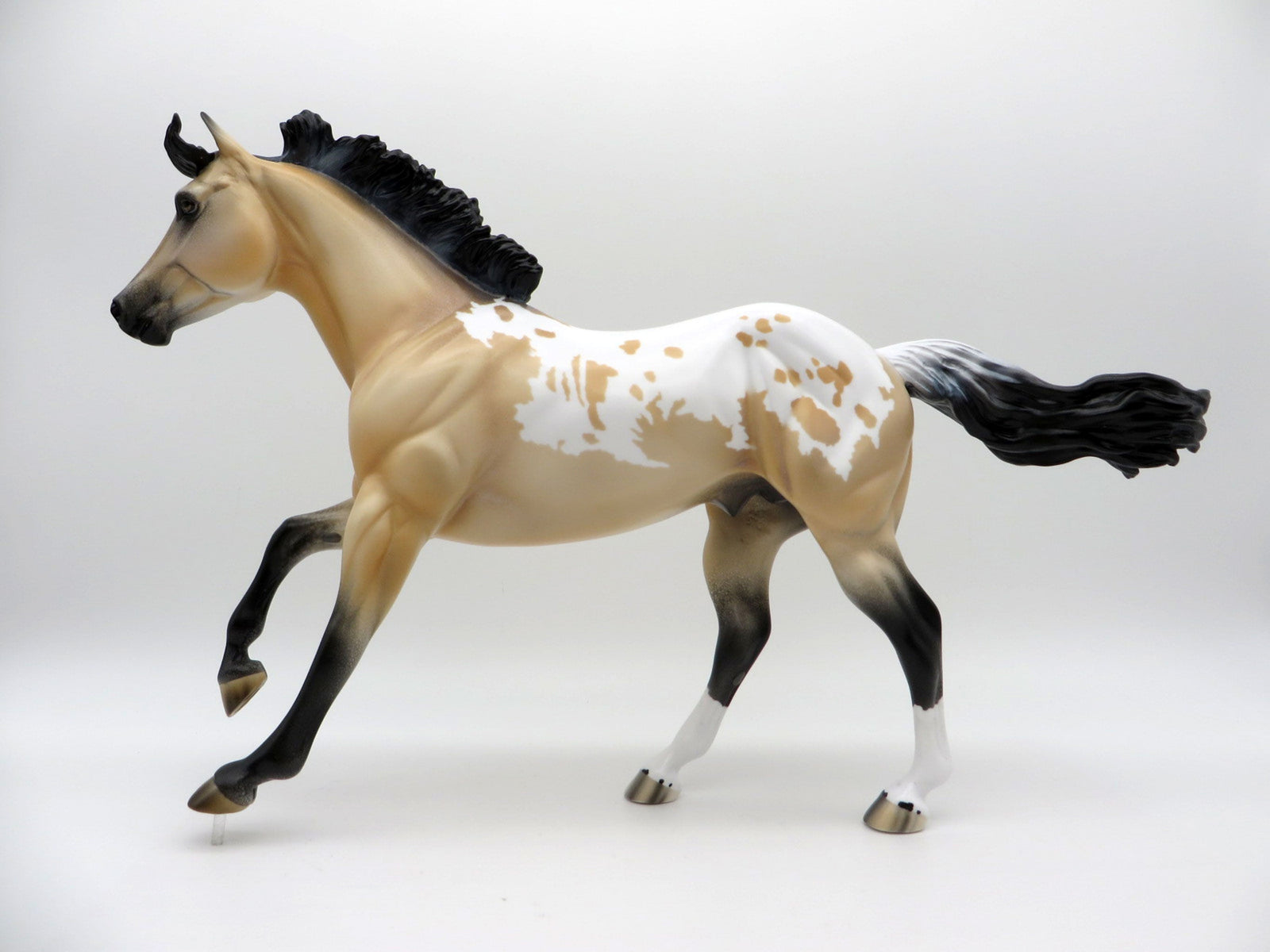 Titan-LE-6 Buckskin Appaloosa Foundation Quarter Horse EQ 2021