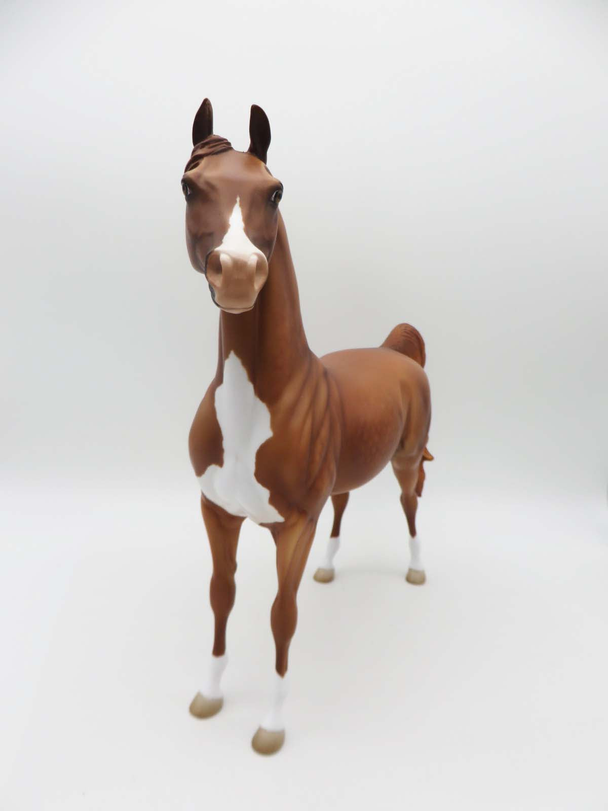 Toller - Chestnut Arabian By Jess Hamill - P&amp;C 23