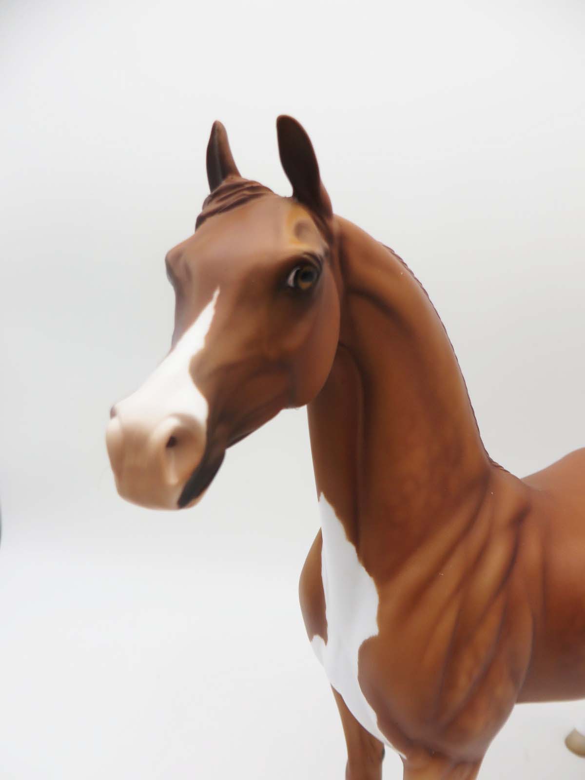 Toller - Chestnut Arabian By Jess Hamill - P&amp;C 23