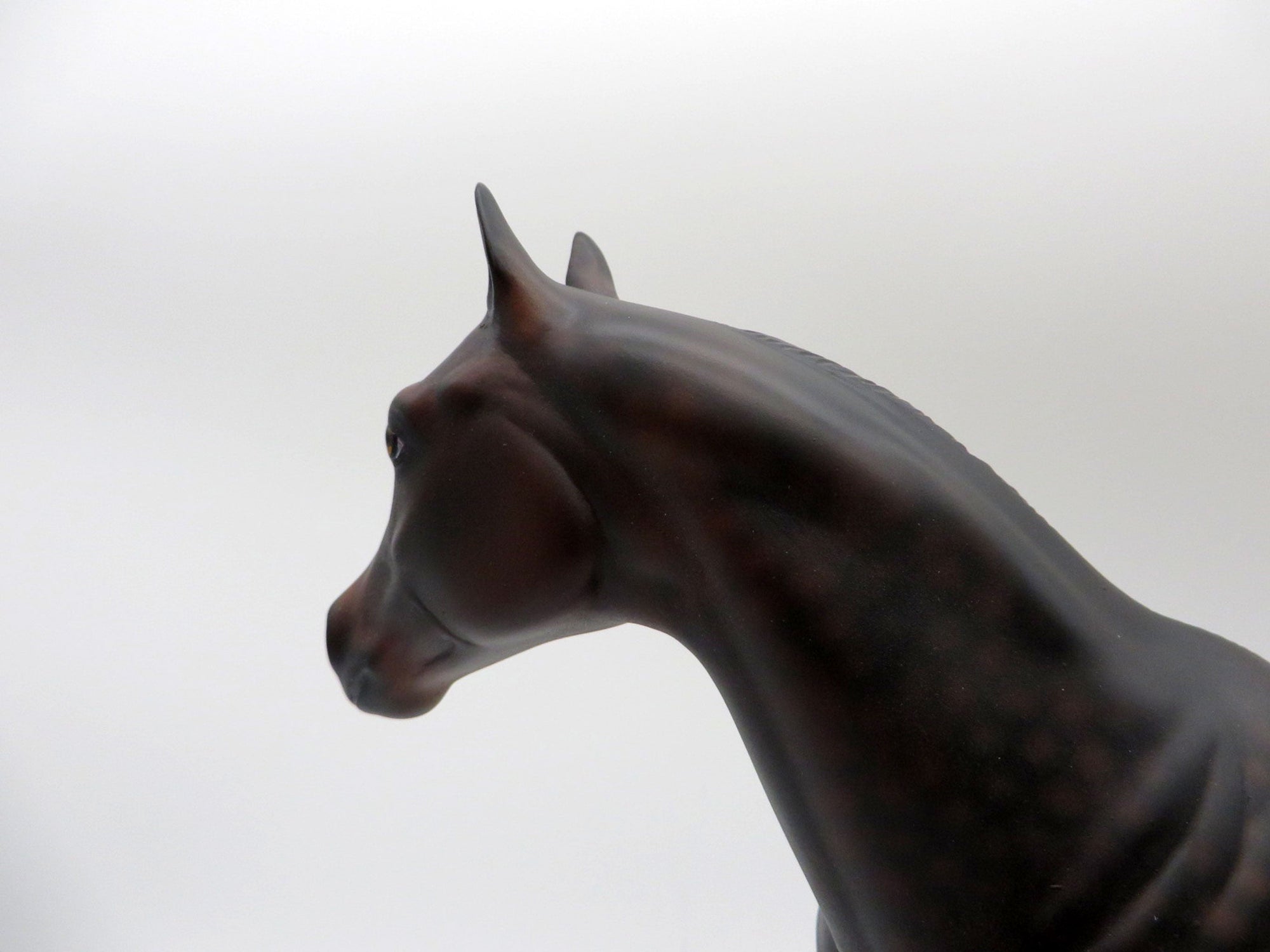 Tortilla-OOAK Dapple Bay ISH Painted By Ellen Robbins  5/28/21