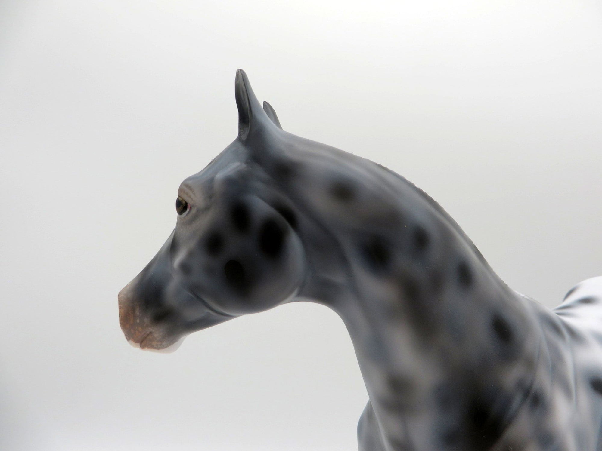 Triton-OOAK Appaloosa ISH SHCF 2021
