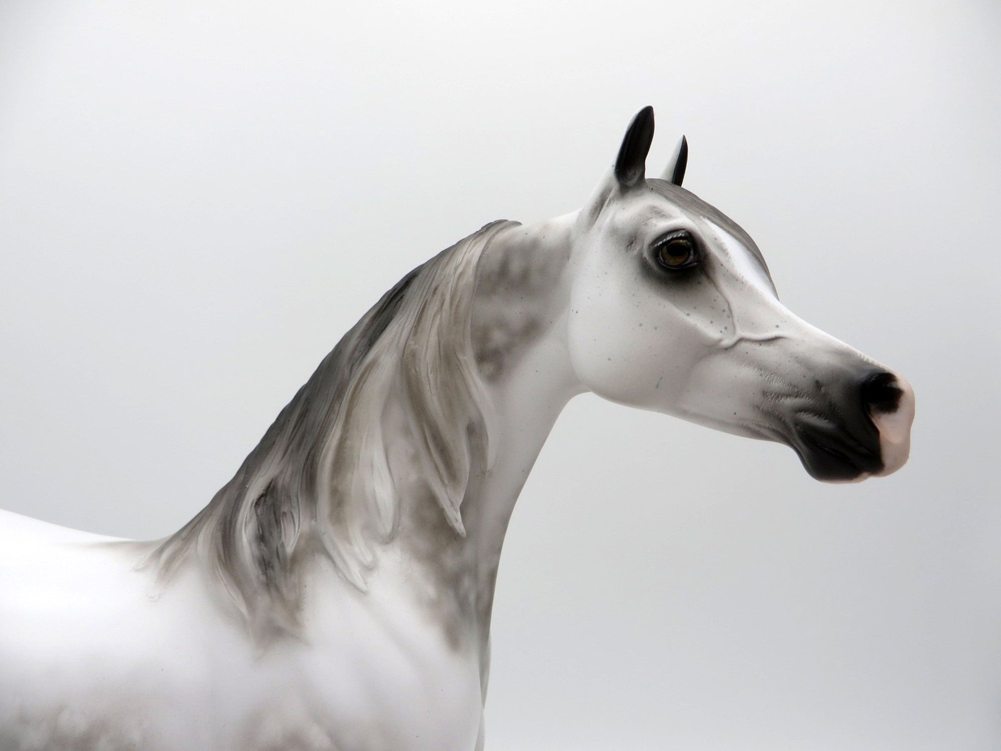 Turbo Drop-OOAK Arabian Bloody Shoulder 5/11/21