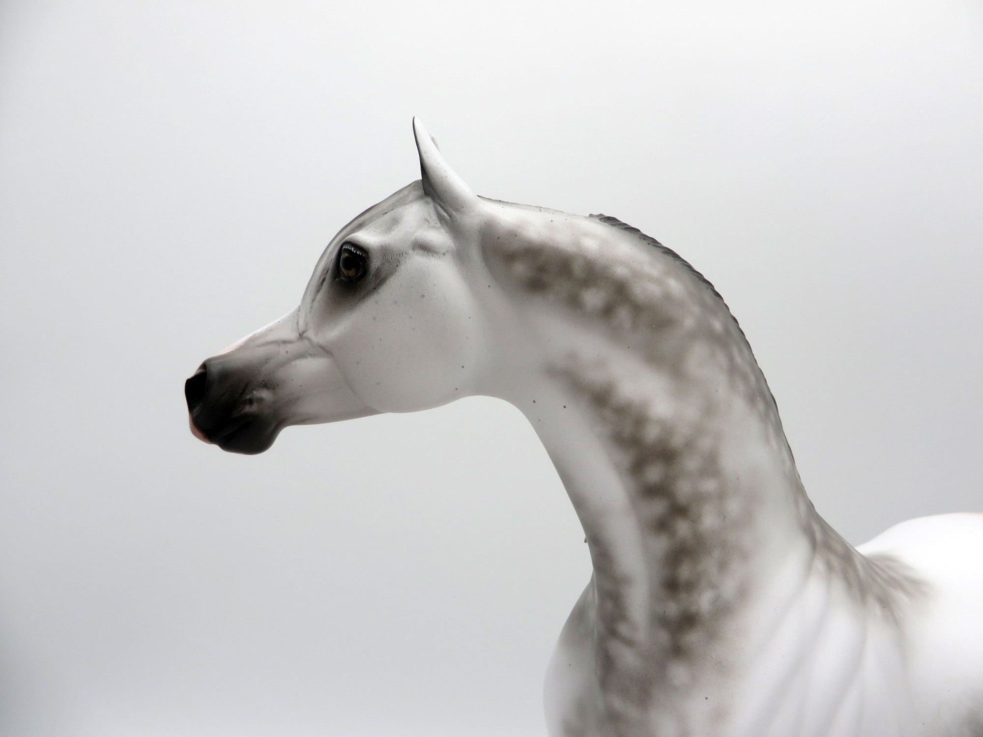 Turbo Drop-OOAK Arabian Bloody Shoulder 5/11/21