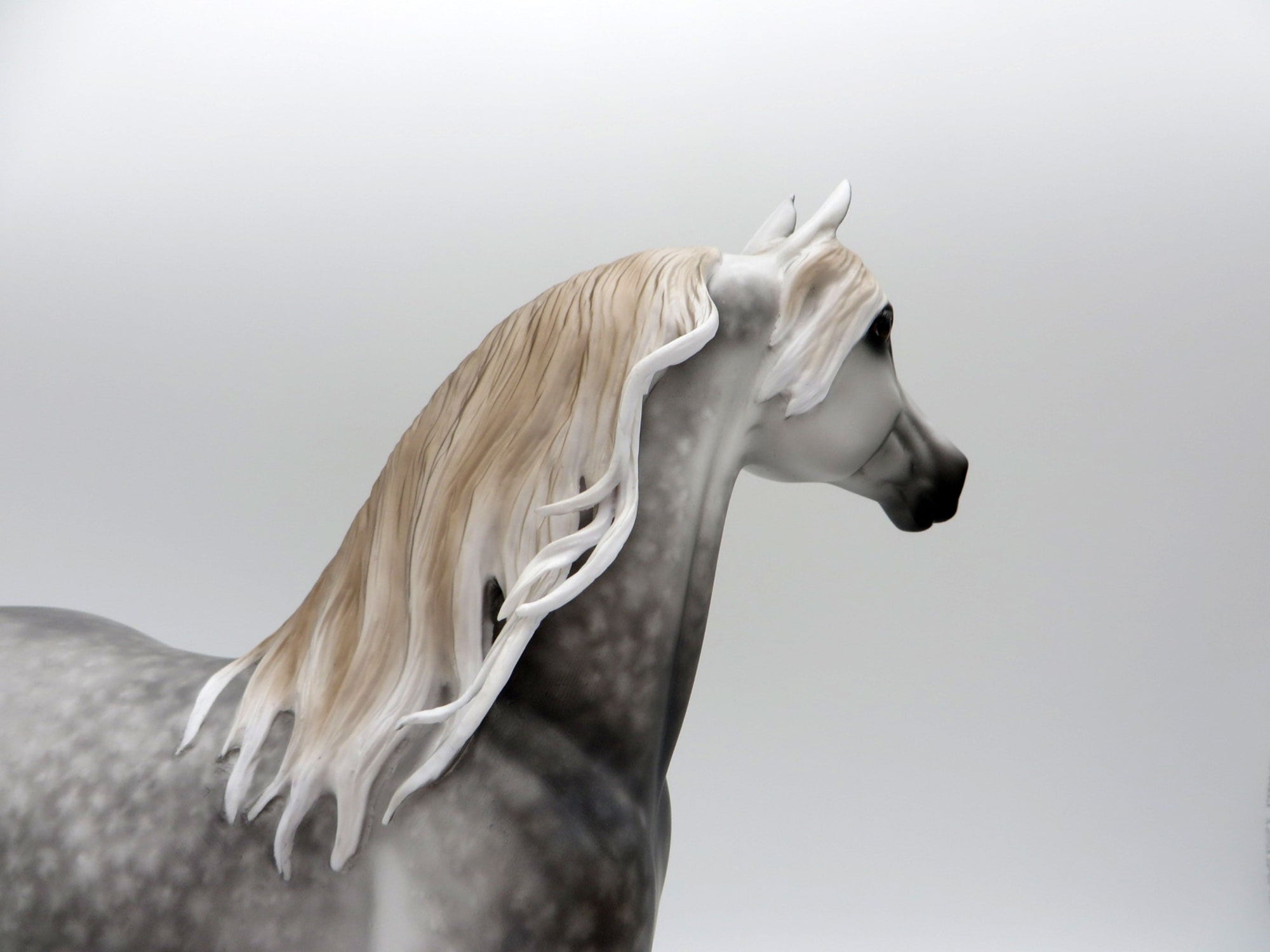 Two Scoops-OOAL Dapple Grey Morgan Painted By Sheryl Leisure 6/14/21