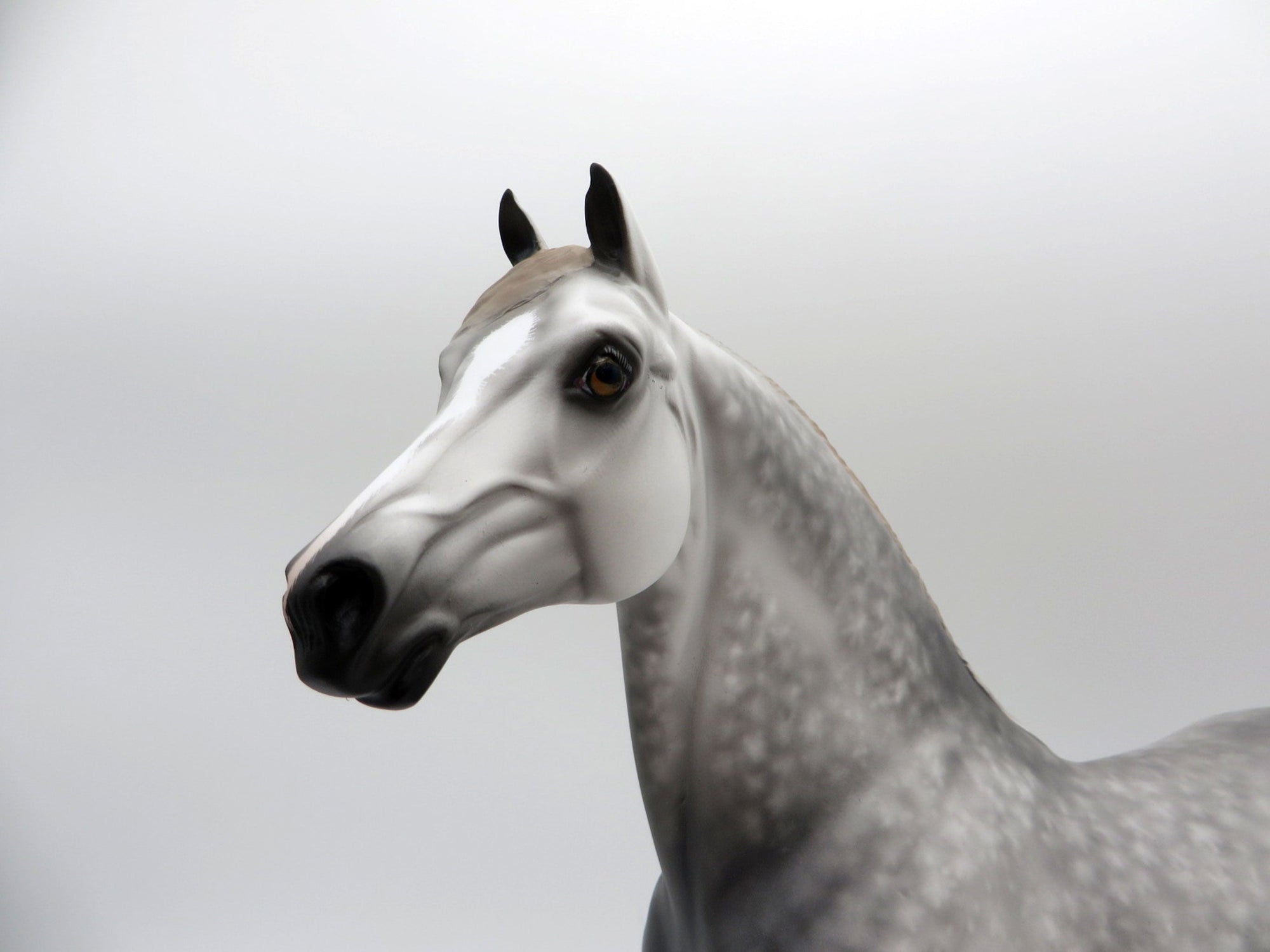 Two Scoops-OOAL Dapple Grey Morgan Painted By Sheryl Leisure 6/14/21