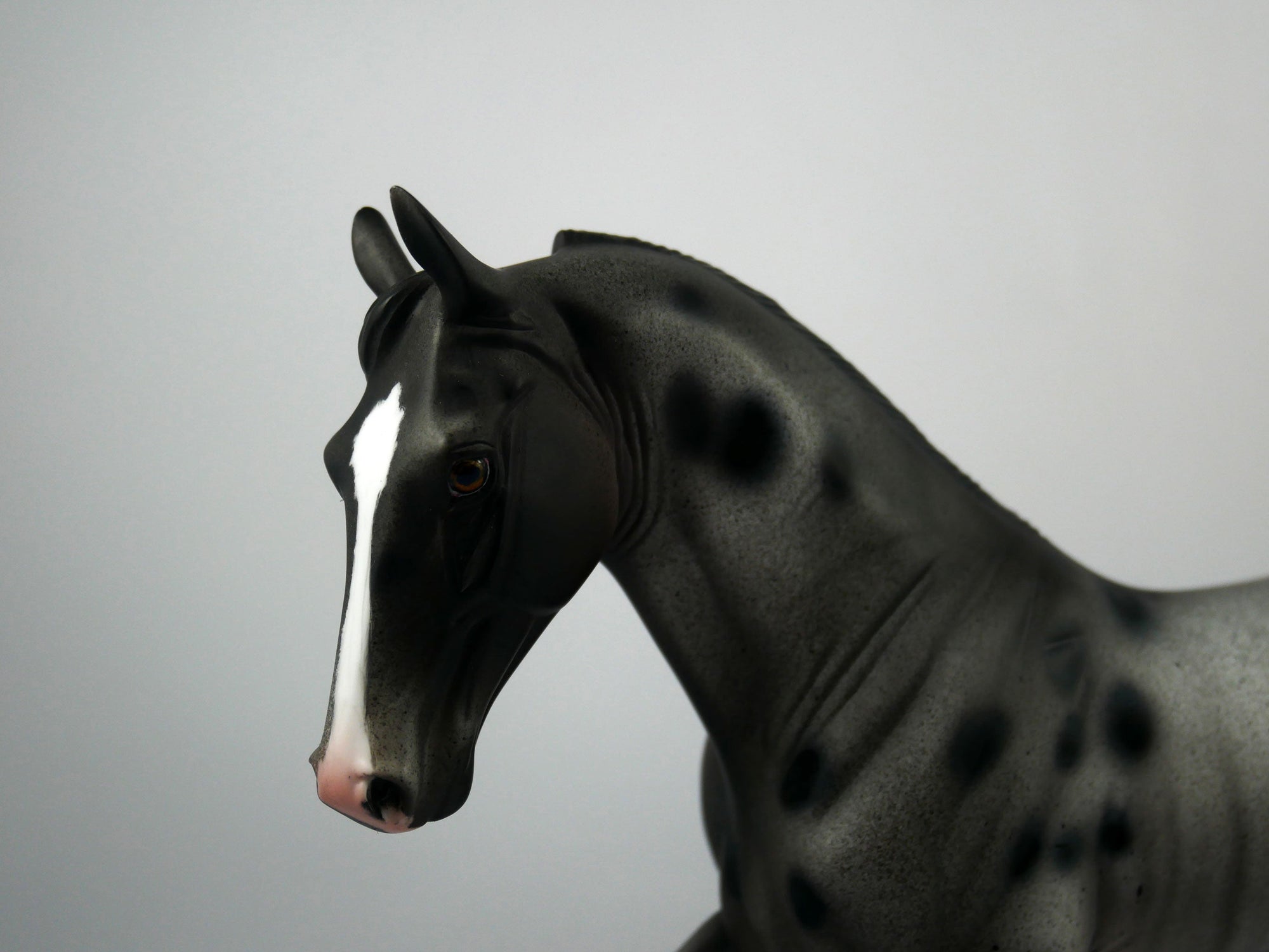 U2-OOAK Appaloosa Tennessee Walking Horse 1/8/21
