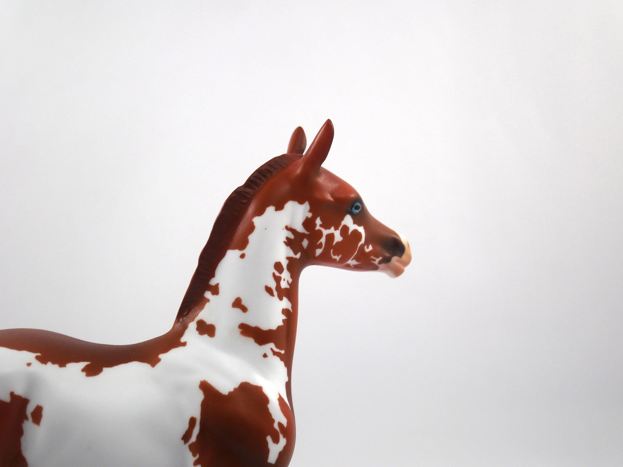 Unsung Hero-LE-7 Chestnut Paint Foal SB21