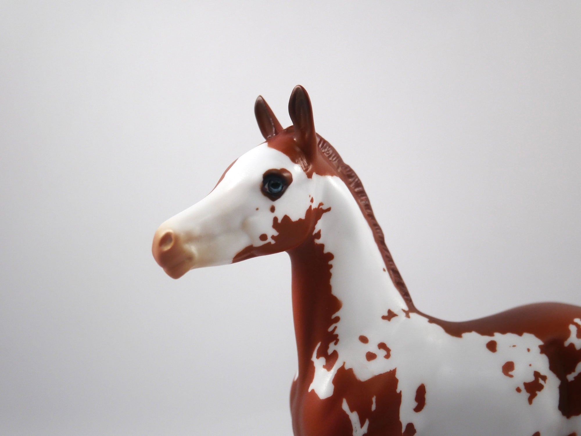 Unsung Hero-LE-7 Chestnut Paint Foal SB21