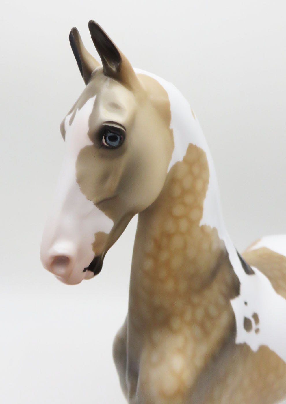 VALENTNO-LE-2 Buckskin Pinto Saddlebred  By Dawn Quick P&amp;C 23