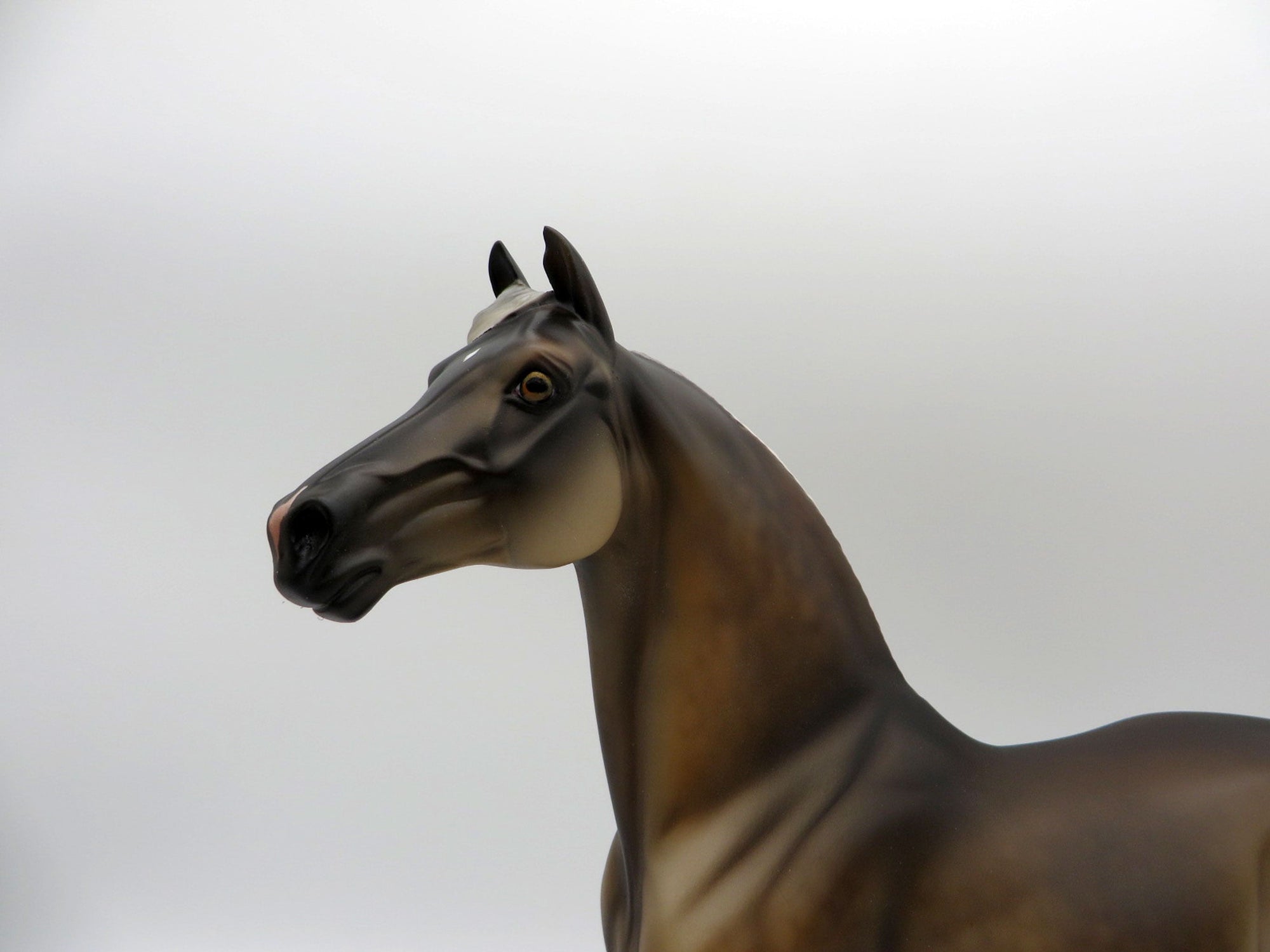 The Weatherman-LE-11 Silver Dapple Morgan  SHCF 2021