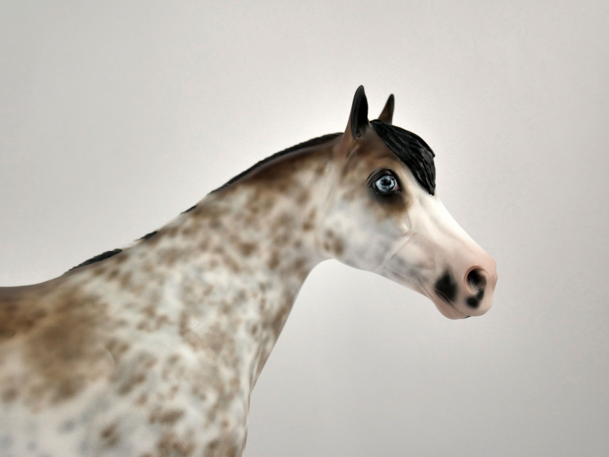 WILLEM-OOAK BAY SABINO ISH BY SHERYL LEISURE 12/03/20