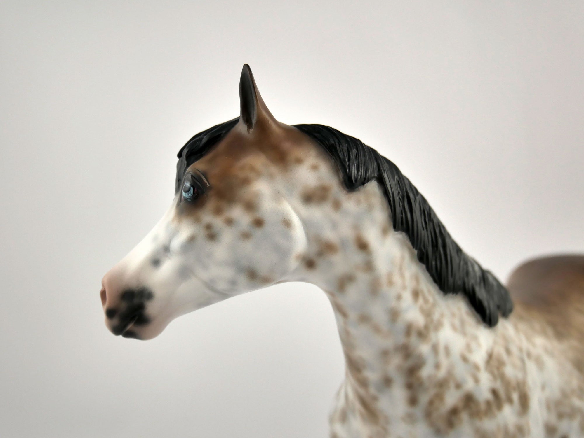 WILLEM-OOAK BAY SABINO ISH BY SHERYL LEISURE 12/03/20