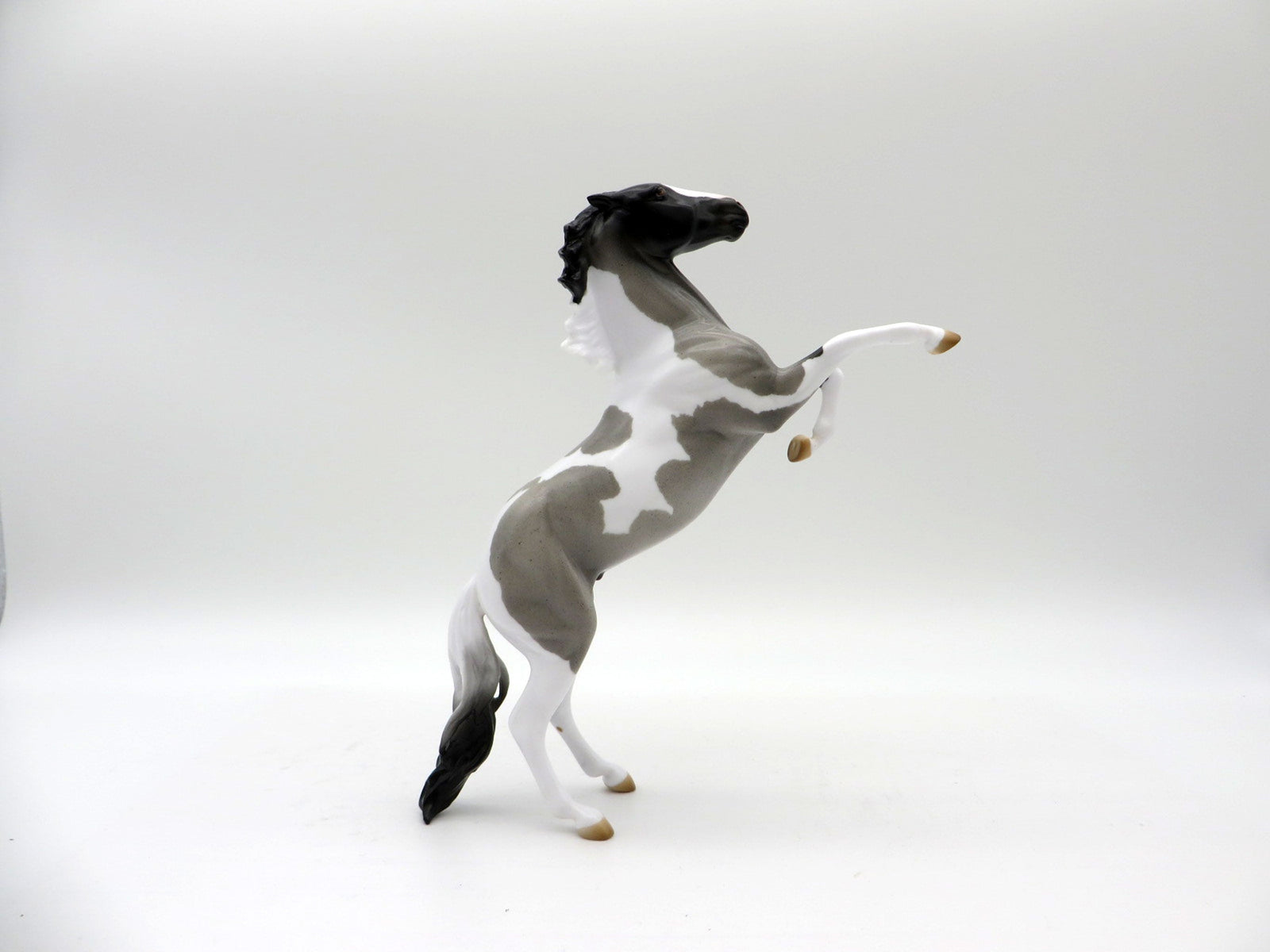 Windsong-OOAK Blue Roan Pinto Rearing Pebbles 5/21/21