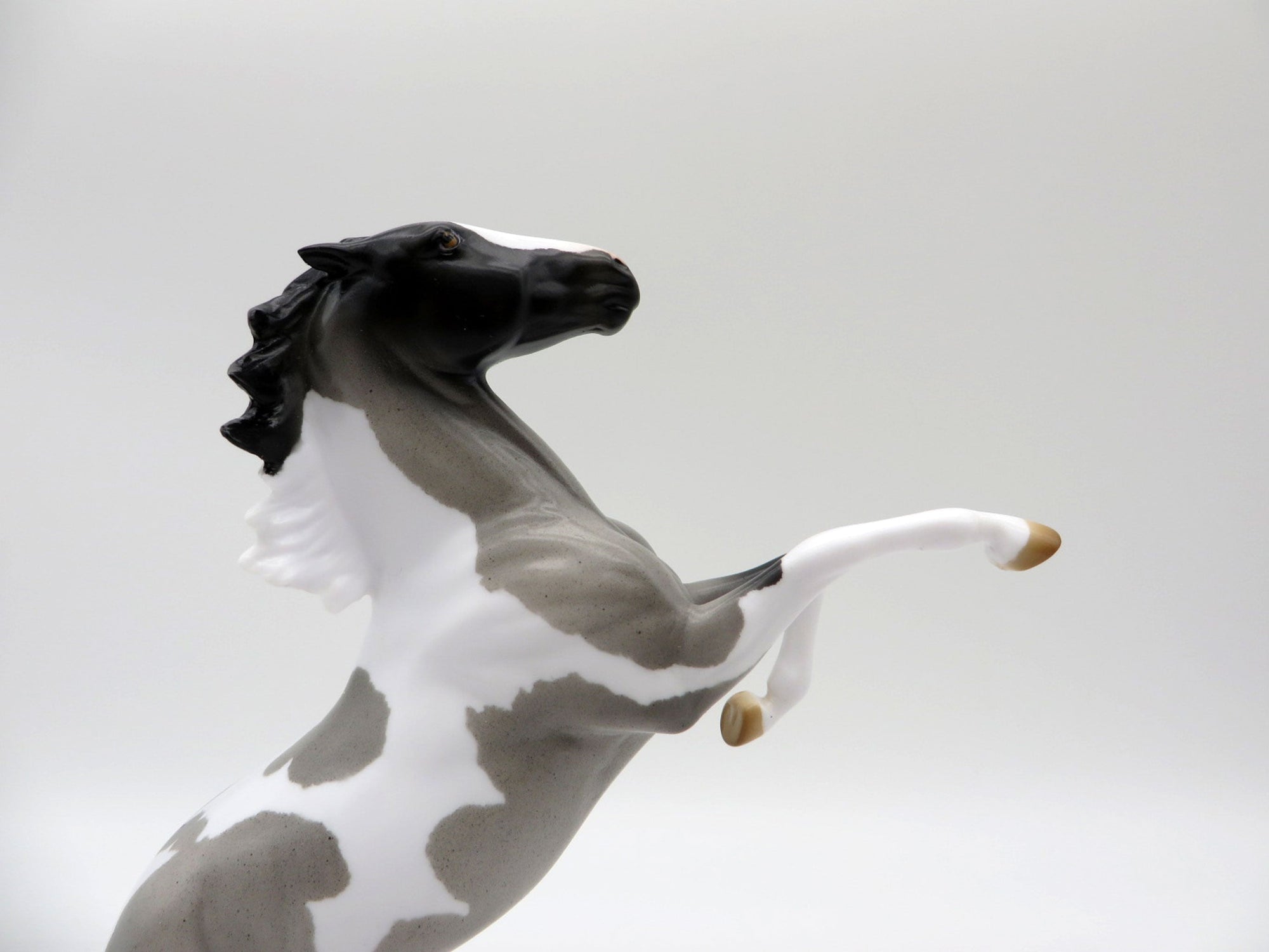 Windsong-OOAK Blue Roan Pinto Rearing Pebbles 5/21/21