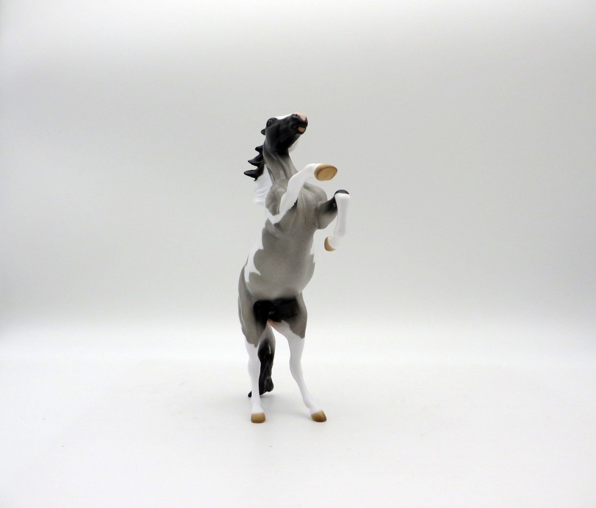 Windsong-OOAK Blue Roan Pinto Rearing Pebbles 5/21/21