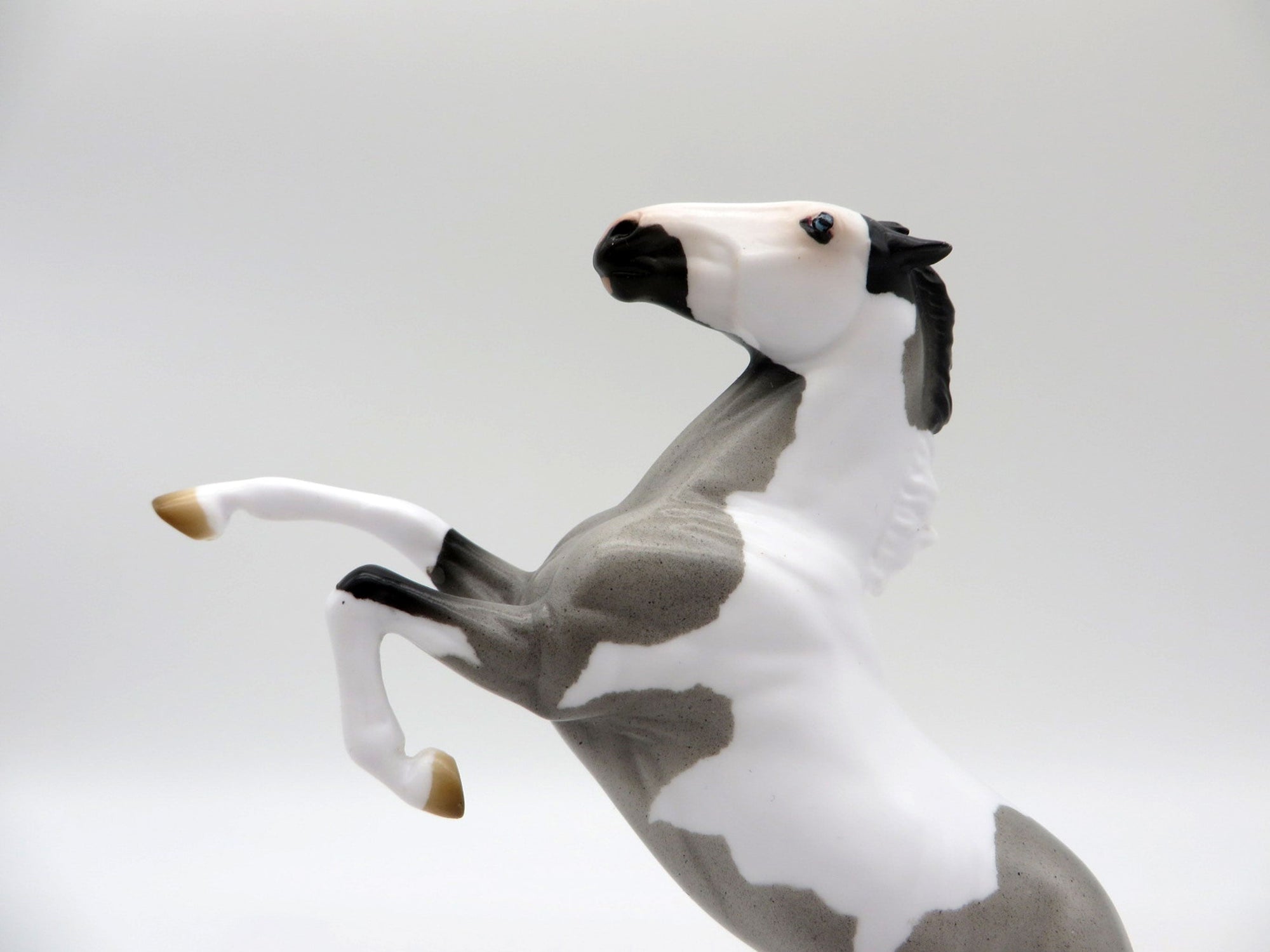 Windsong-OOAK Blue Roan Pinto Rearing Pebbles 5/21/21