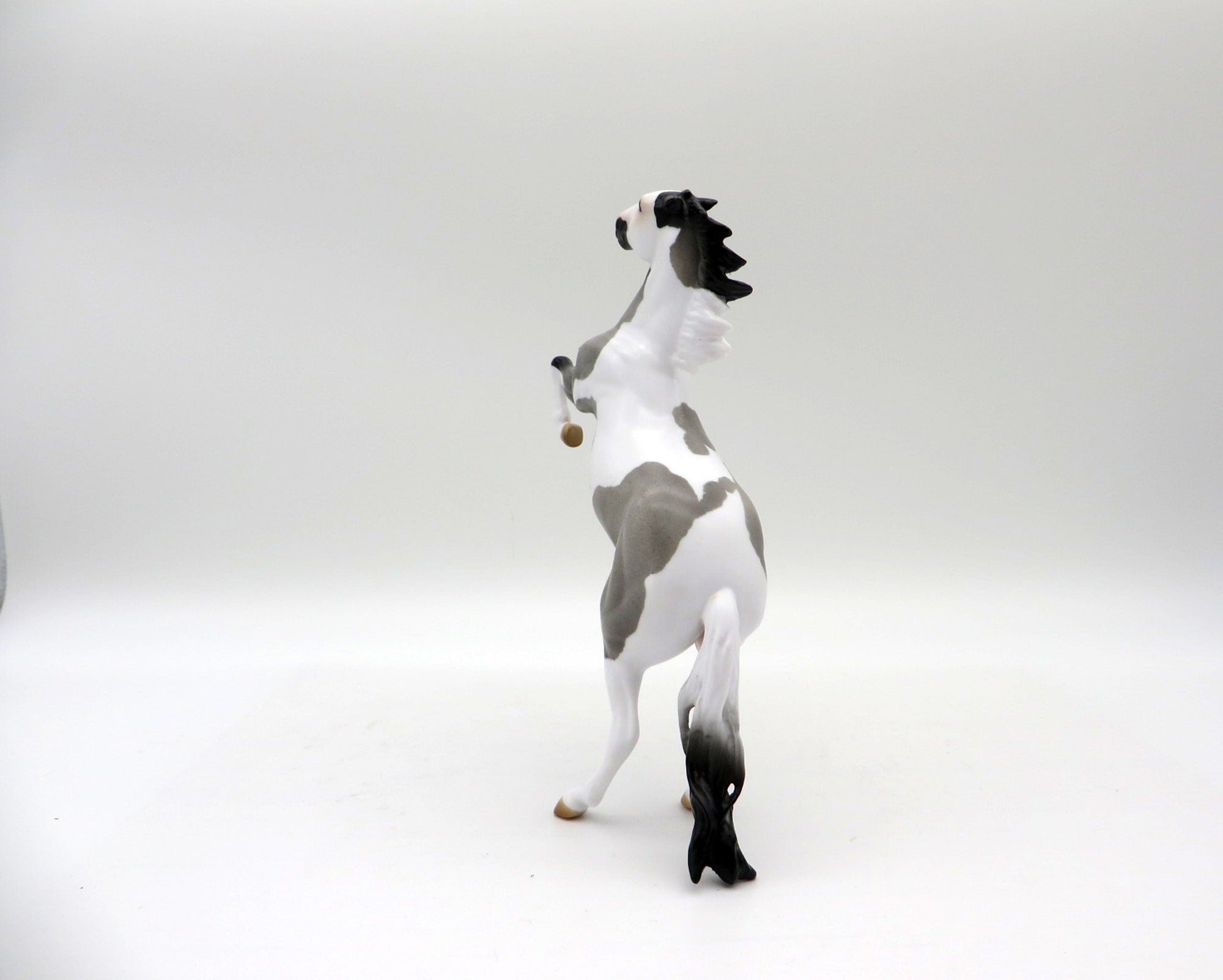 Windsong-OOAK Blue Roan Pinto Rearing Pebbles 5/21/21