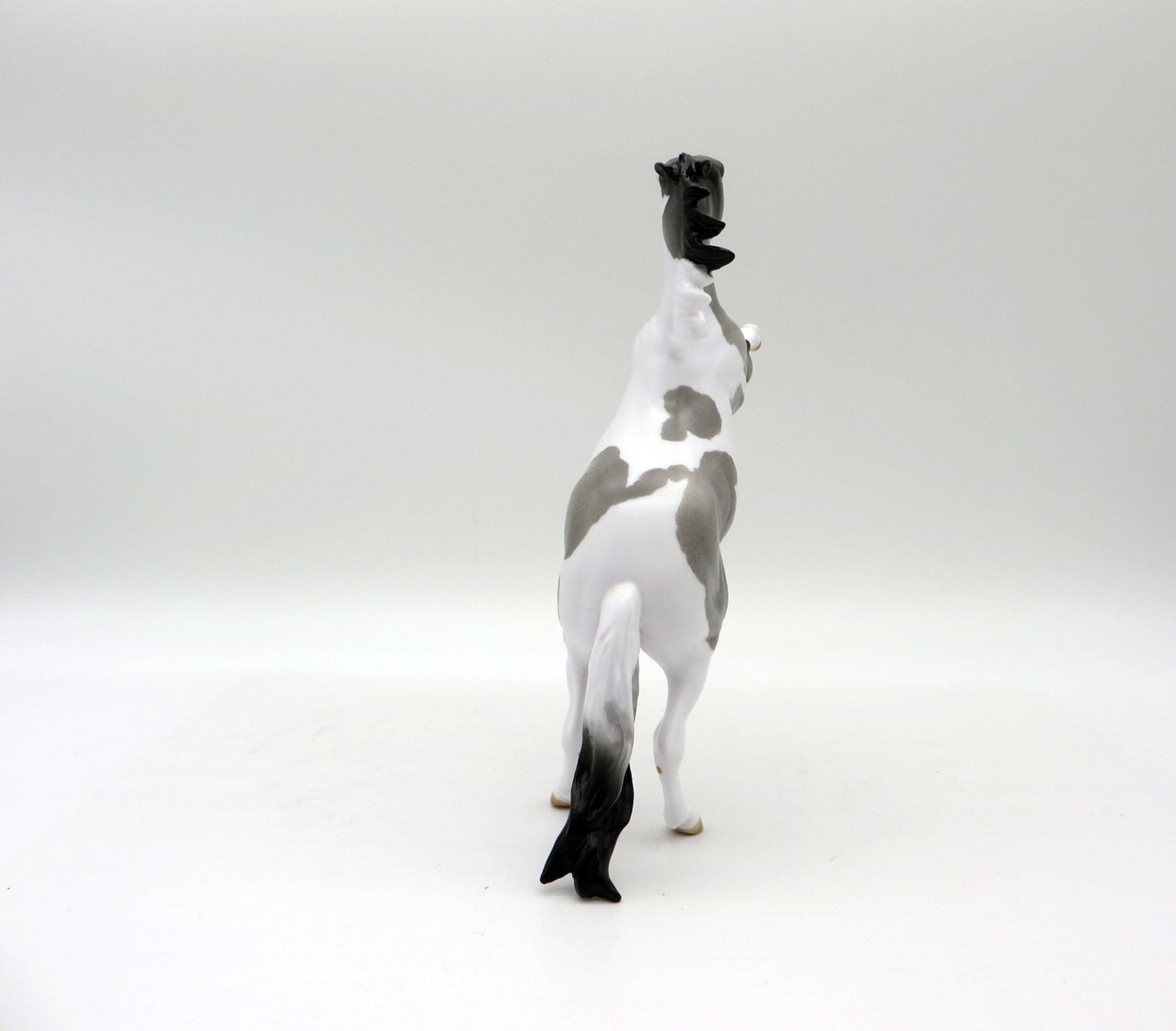 Windsong-OOAK Blue Roan Pinto Rearing Pebbles 5/21/21