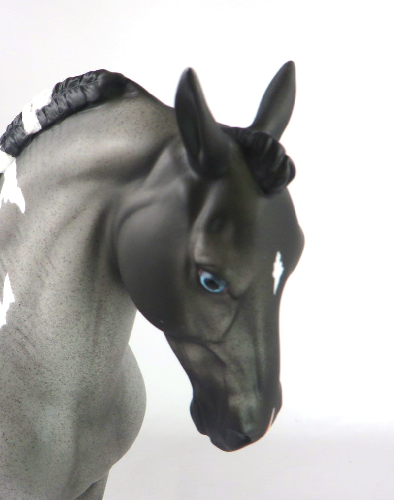 BLUE CHRISTMAS  - LE-15 BLUE ROAN PINTO ANDALUSIAN BY DAWN QUICK WHS19