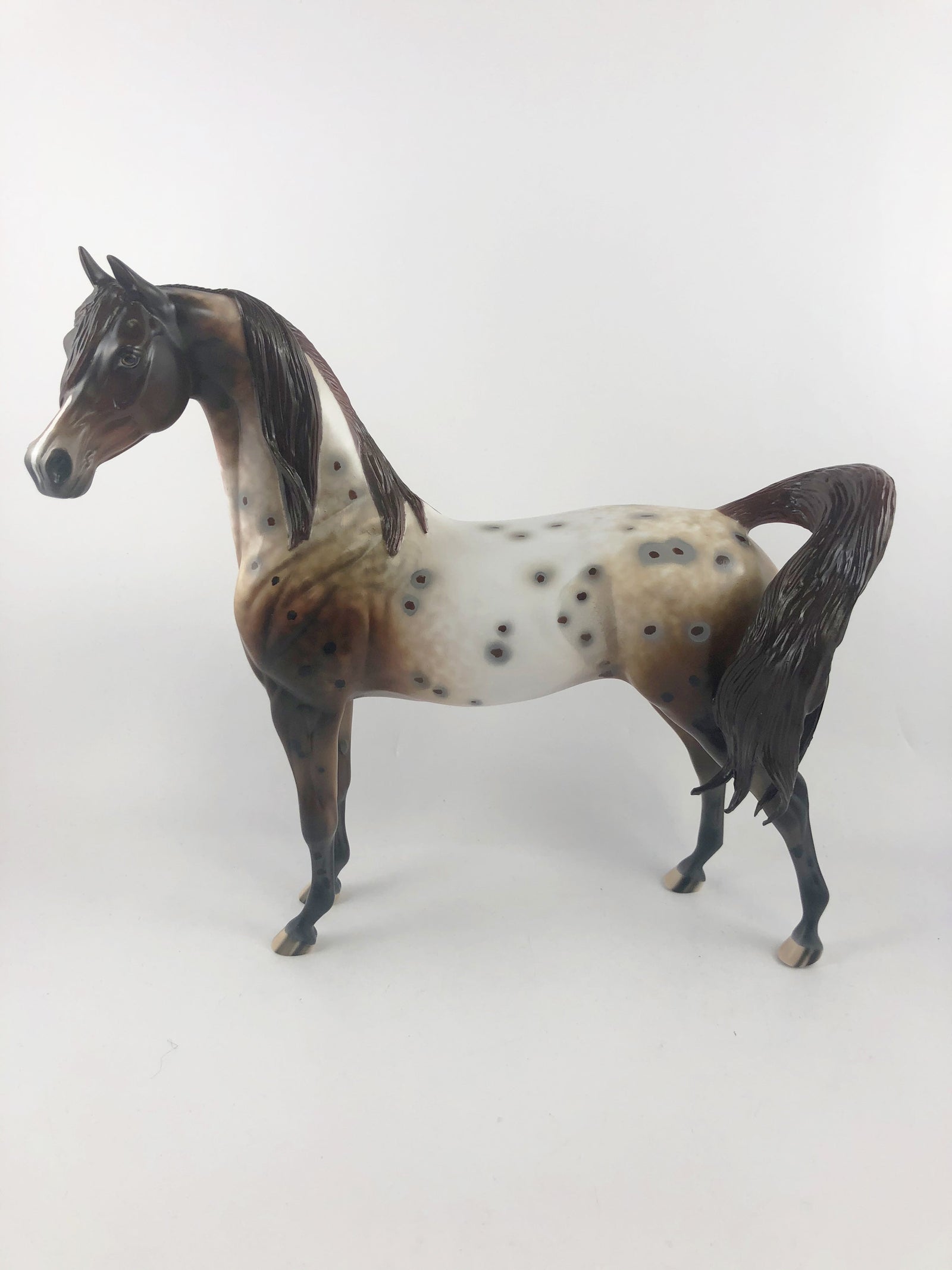 ELECTRICK -OOAK DARK CHESTNUT APPALOOSA CM ARAB BY AL KATT MM19