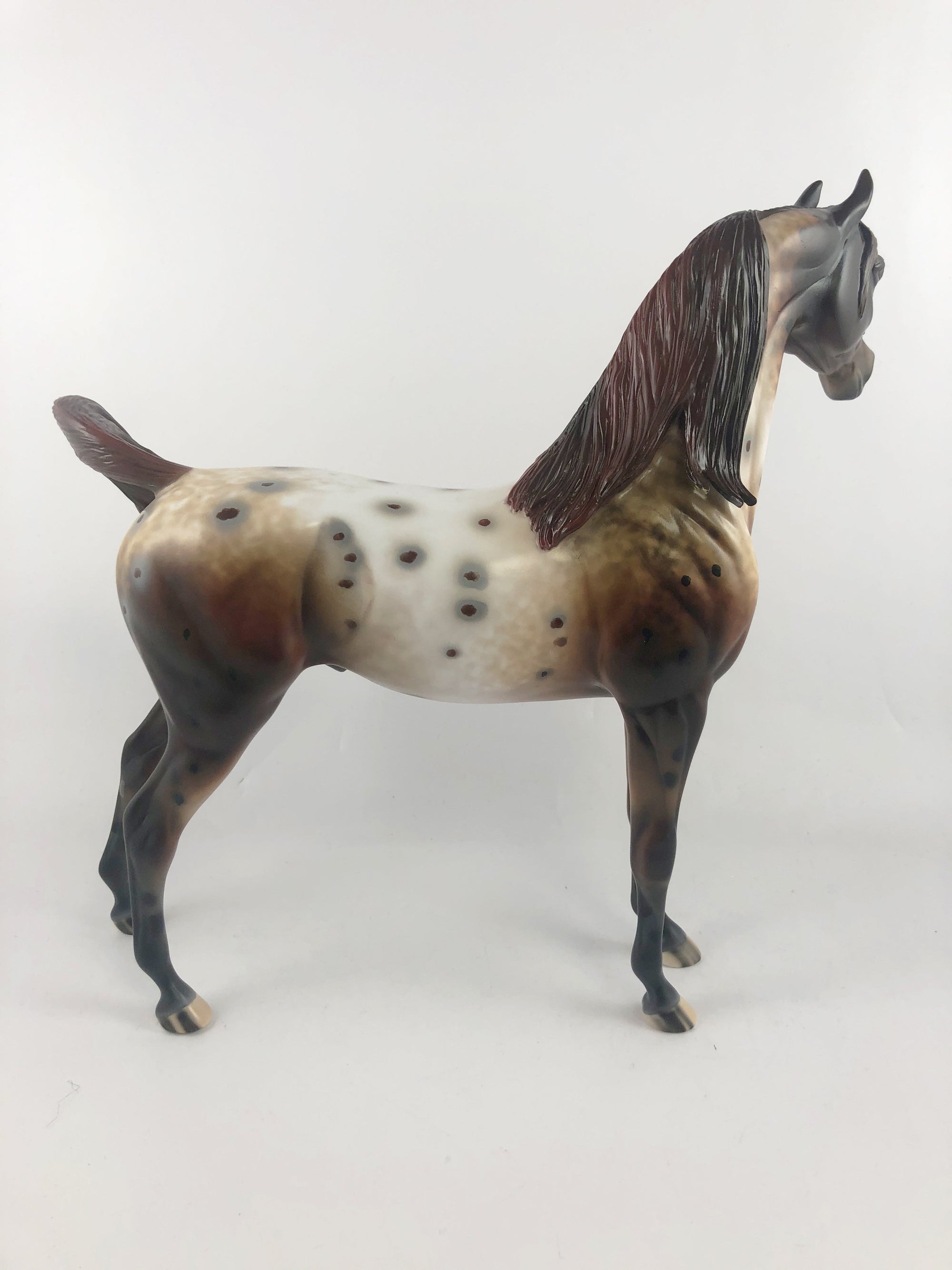 ELECTRICK -OOAK DARK CHESTNUT APPALOOSA CM ARAB BY AL KATT MM19