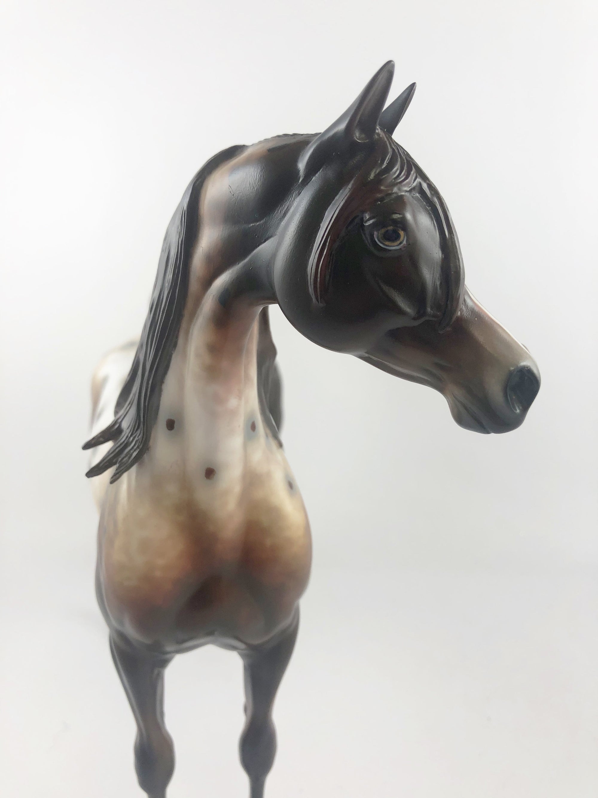 ELECTRICK -OOAK DARK CHESTNUT APPALOOSA CM ARAB BY AL KATT MM19