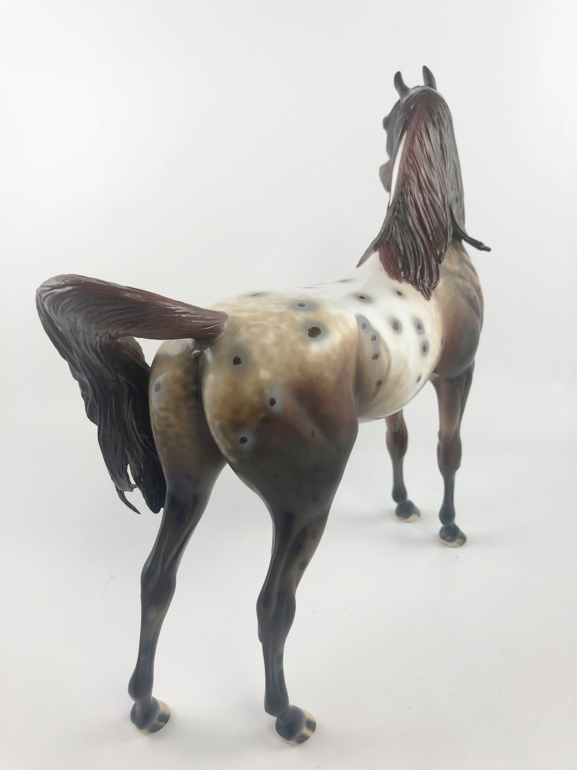 ELECTRICK -OOAK DARK CHESTNUT APPALOOSA CM ARAB BY AL KATT MM19