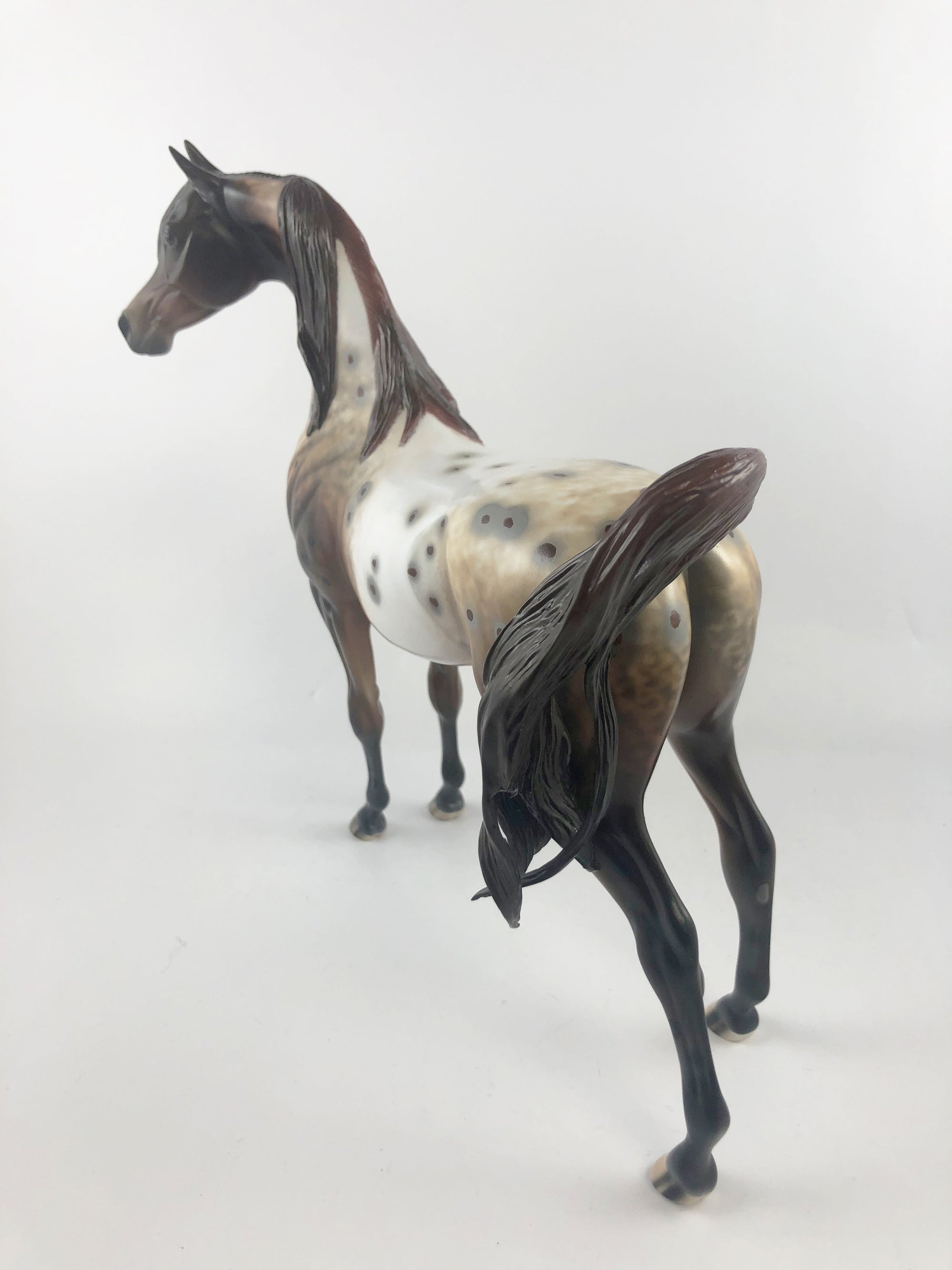 ELECTRICK -OOAK DARK CHESTNUT APPALOOSA CM ARAB BY AL KATT MM19