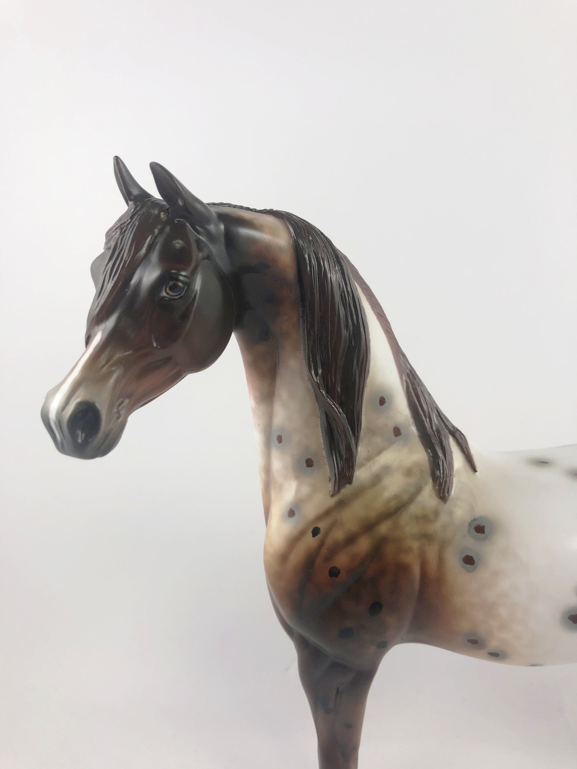 ELECTRICK -OOAK DARK CHESTNUT APPALOOSA CM ARAB BY AL KATT MM19