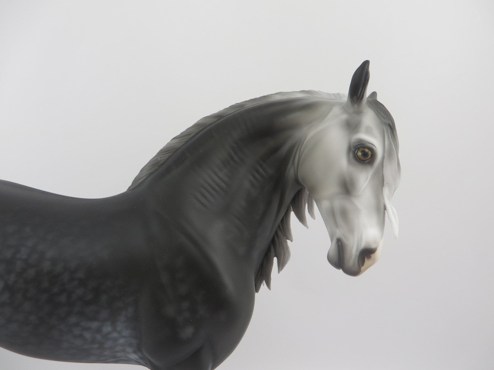 Ambrose-OOAK Dapple Grey Andalusian EQ 2020