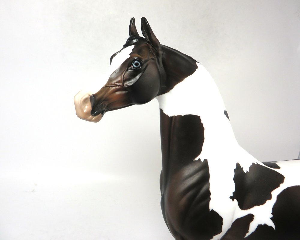 3 POINT STANCE- OOAK BAY TOBIANO ARABIAN SB19