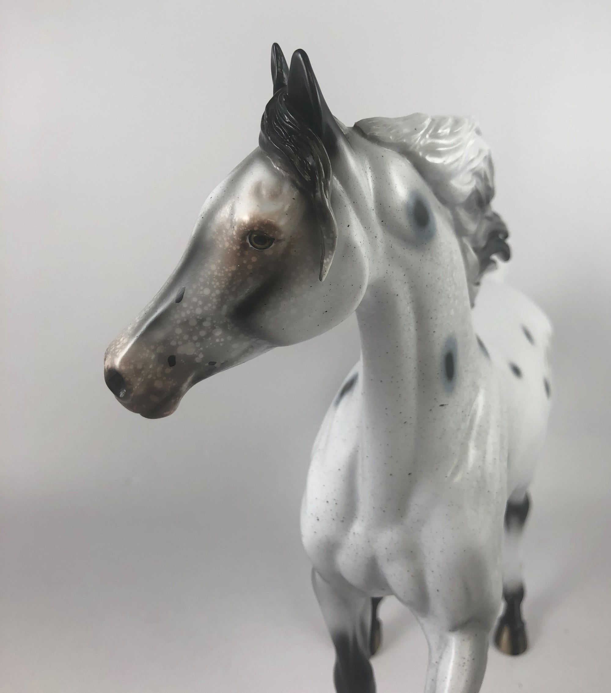 GHOST TRACKS - LE-15 FEW SPOTTED ARABIAN MARE MM 19