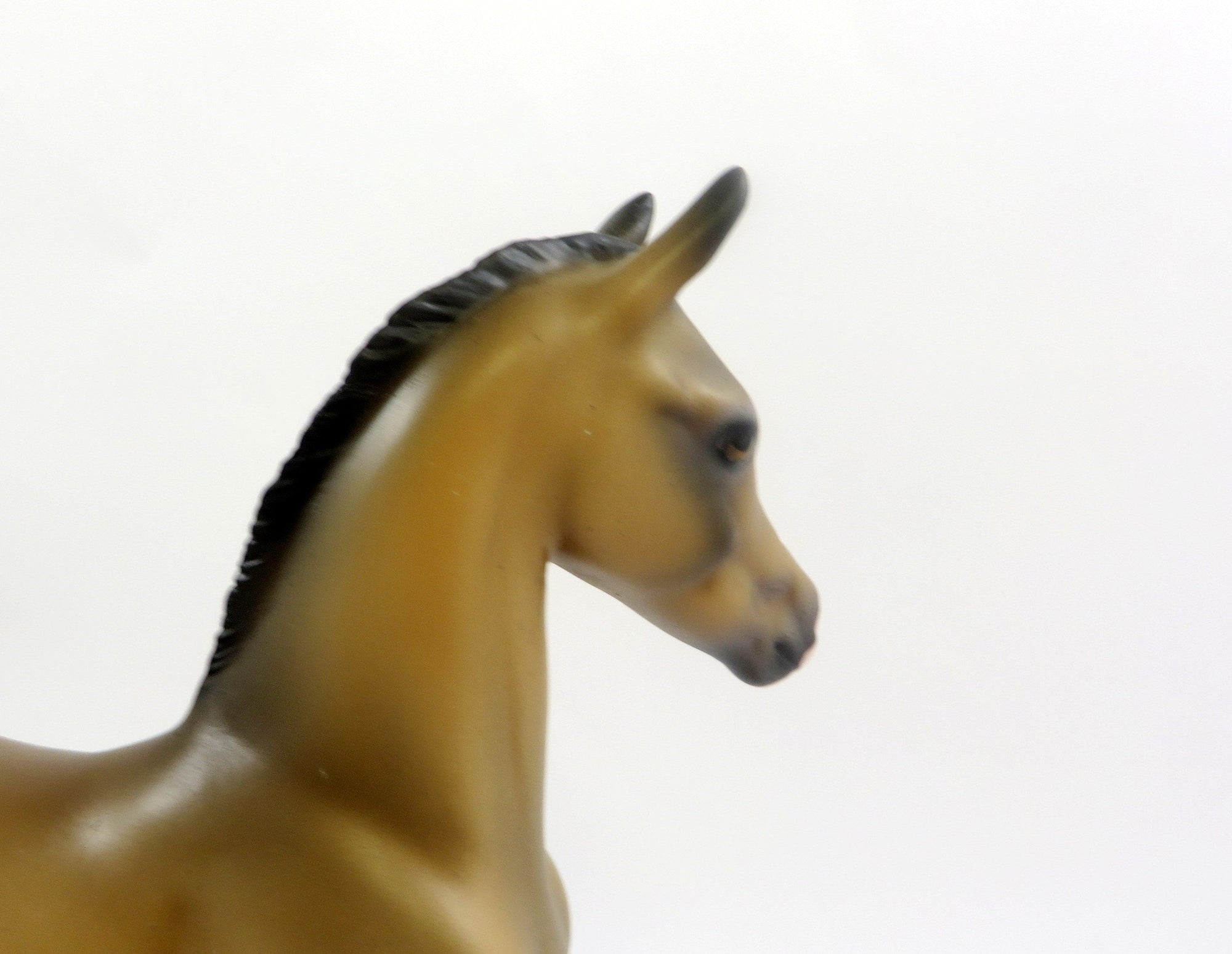 PRINCE ARCHIBALD-LE-10 BUCKSKIN FOAL MODEL HORSE EQ 2019