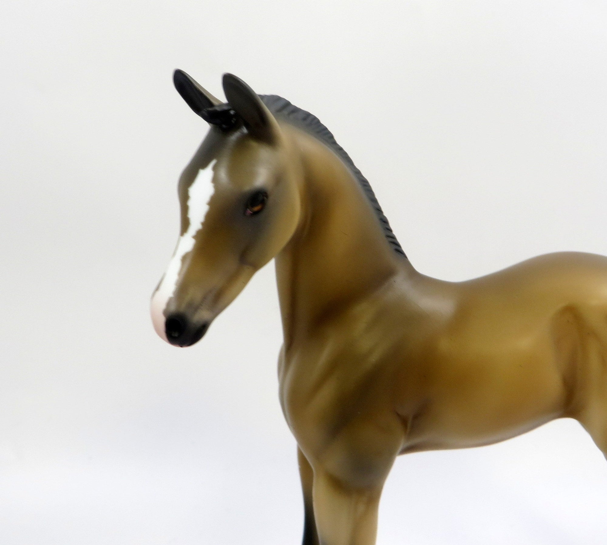 PRINCE ARCHIBALD-LE-10 BUCKSKIN FOAL MODEL HORSE EQ 2019