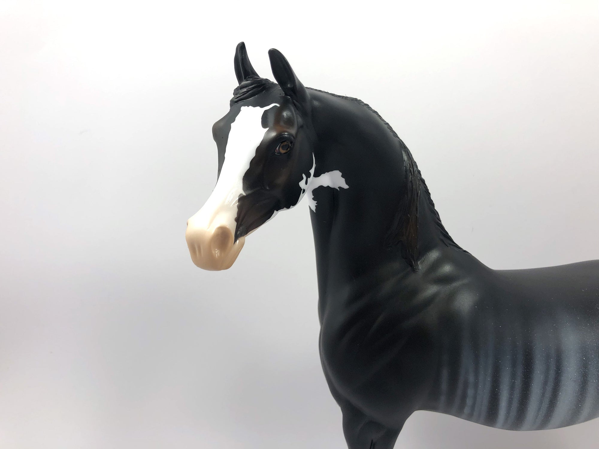 HOUNDSTOOTH-LE-15 ARABIAN CM RABICANO SHCF19