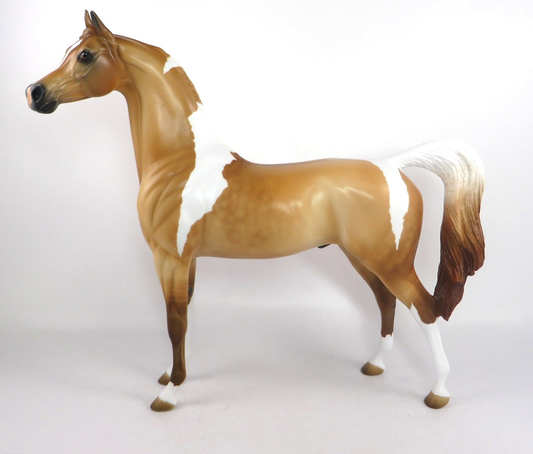 red dun pinto