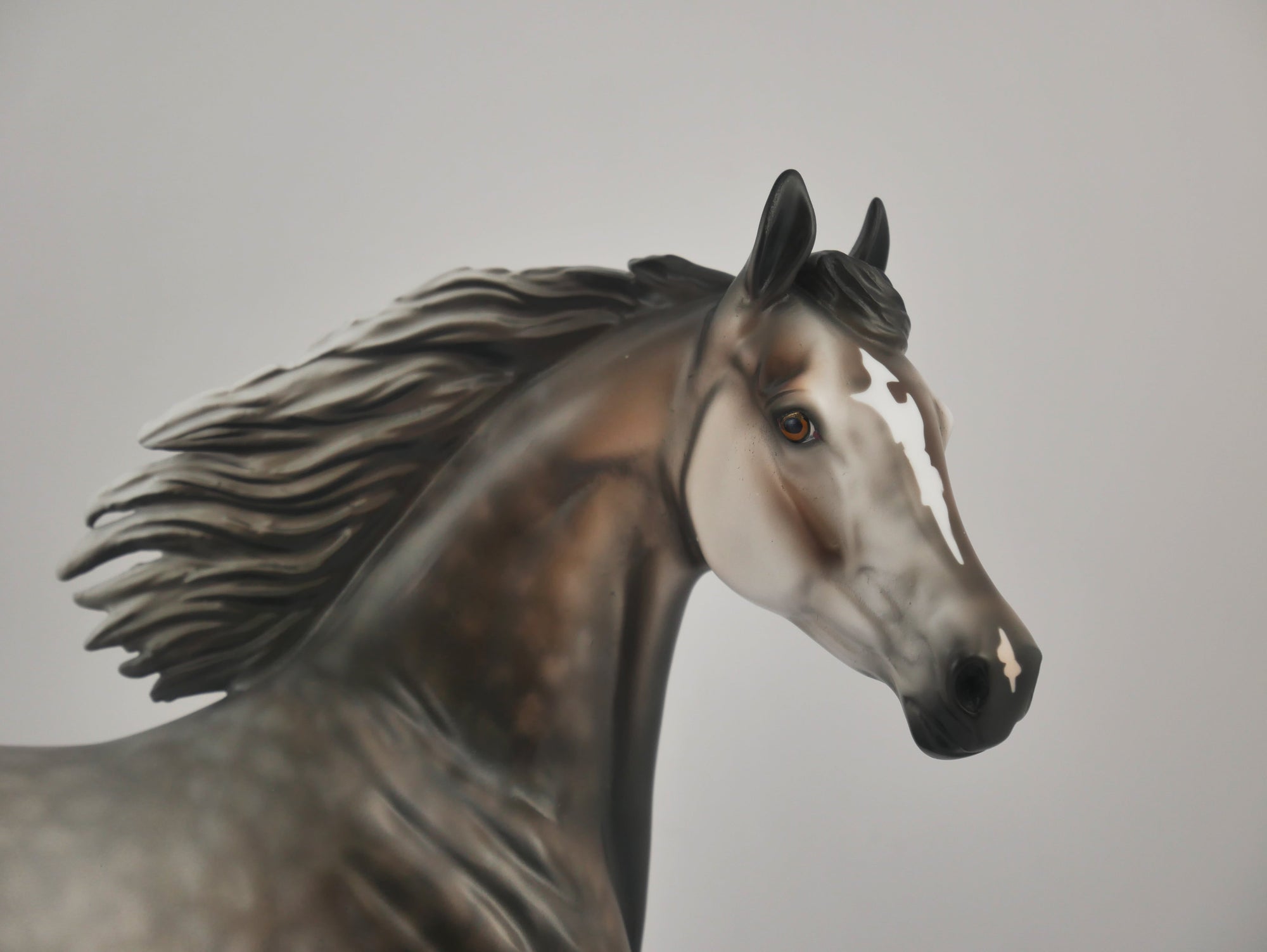 ATTITUDE IN GREY-OOAK DAPPLE GREY ARABIAN MARE BY DAWN QUICK