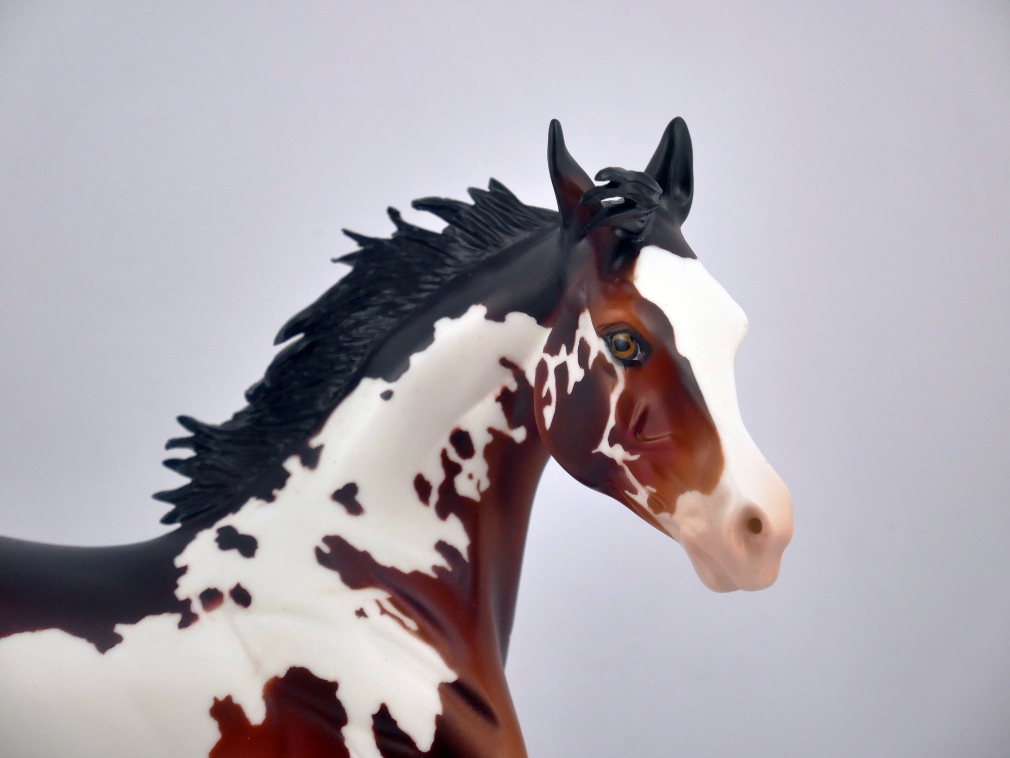 AUBURN SPLASH-OOAK CHESTNUT PINTO BY DAWN QUICK EQ 2020