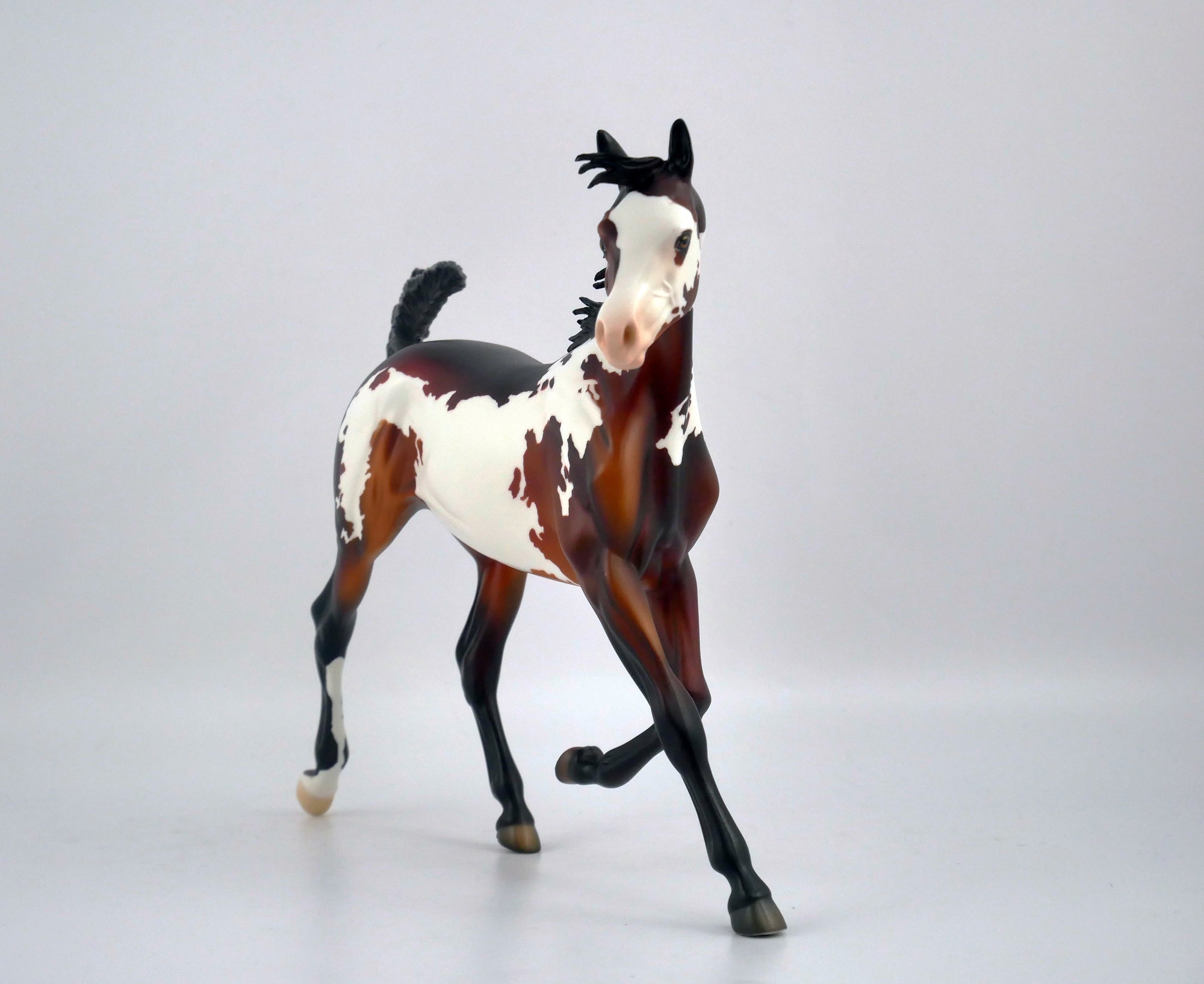AUBURN SPLASH-OOAK CHESTNUT PINTO BY DAWN QUICK EQ 2020