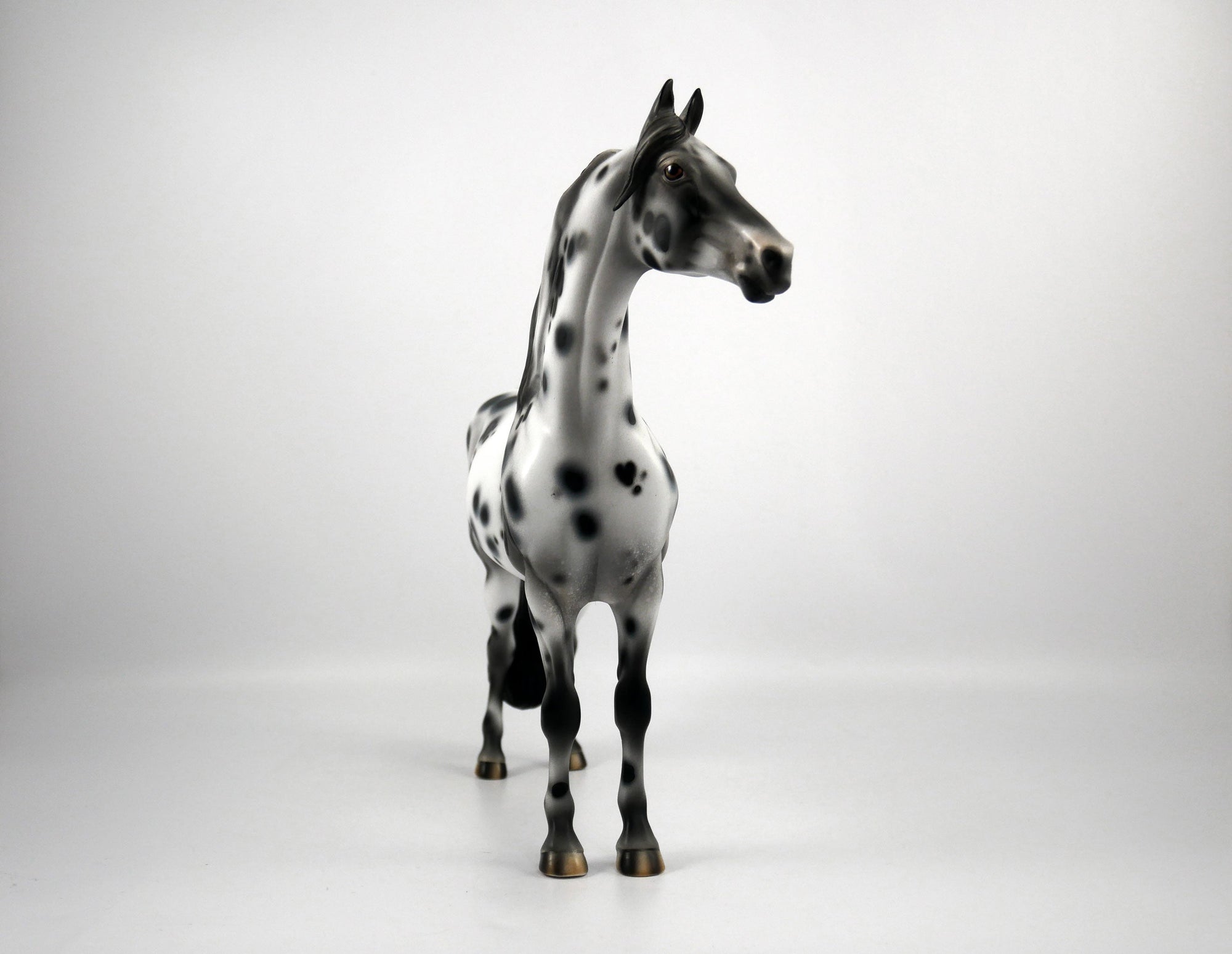 Bad Company-OOAK Appaloosa Morgan 1/8/21