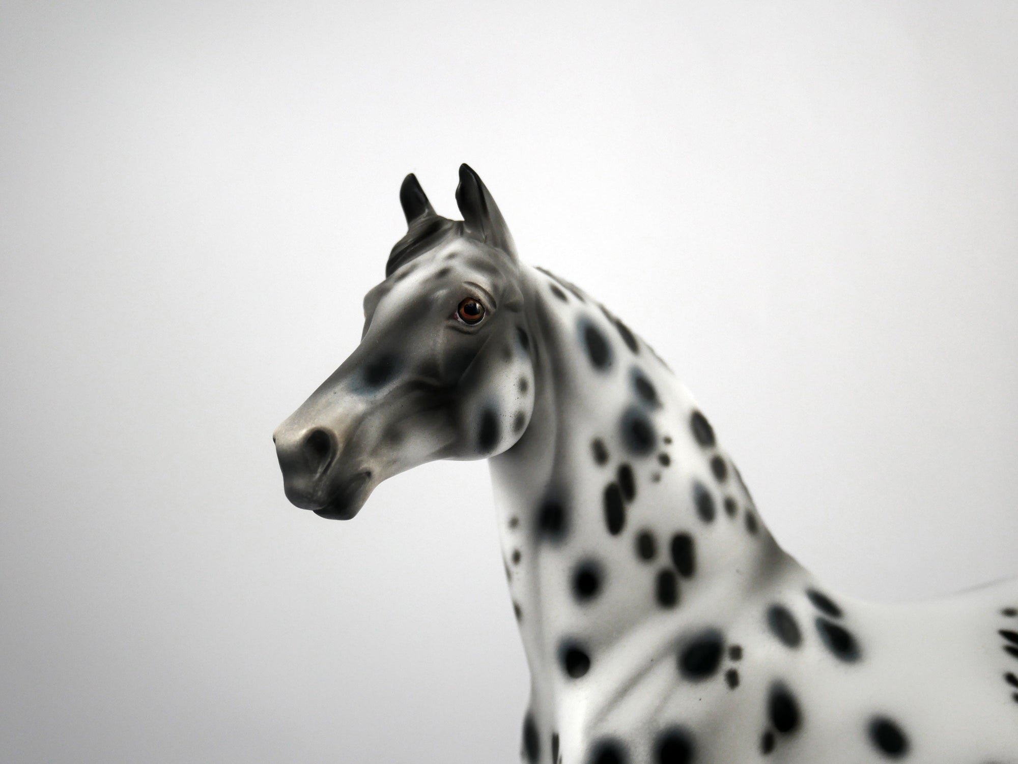Bad Company-OOAK Appaloosa Morgan 1/8/21