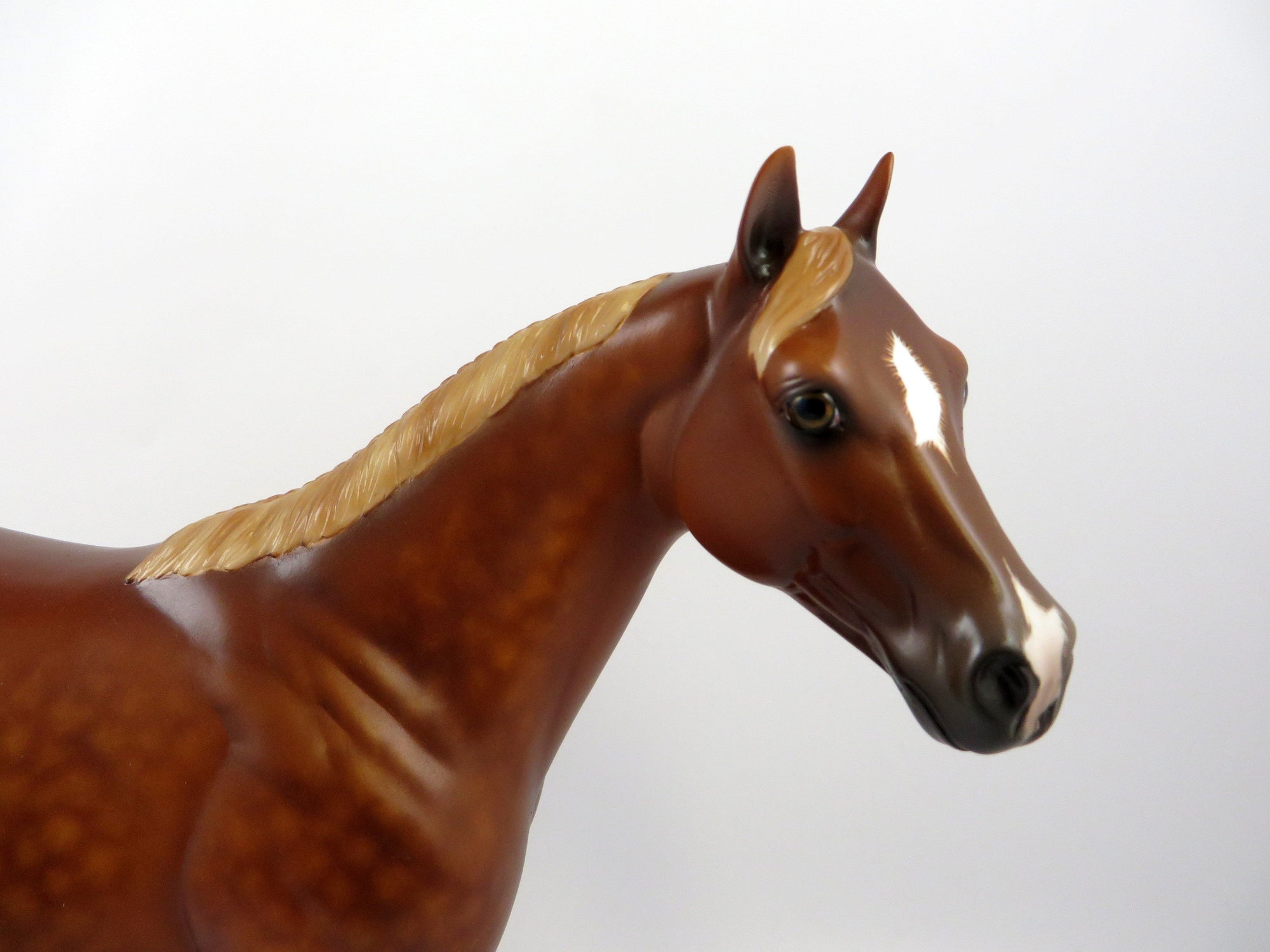 BAST-OOAK DAPPLE CHESTNUT ISH EQ 2019