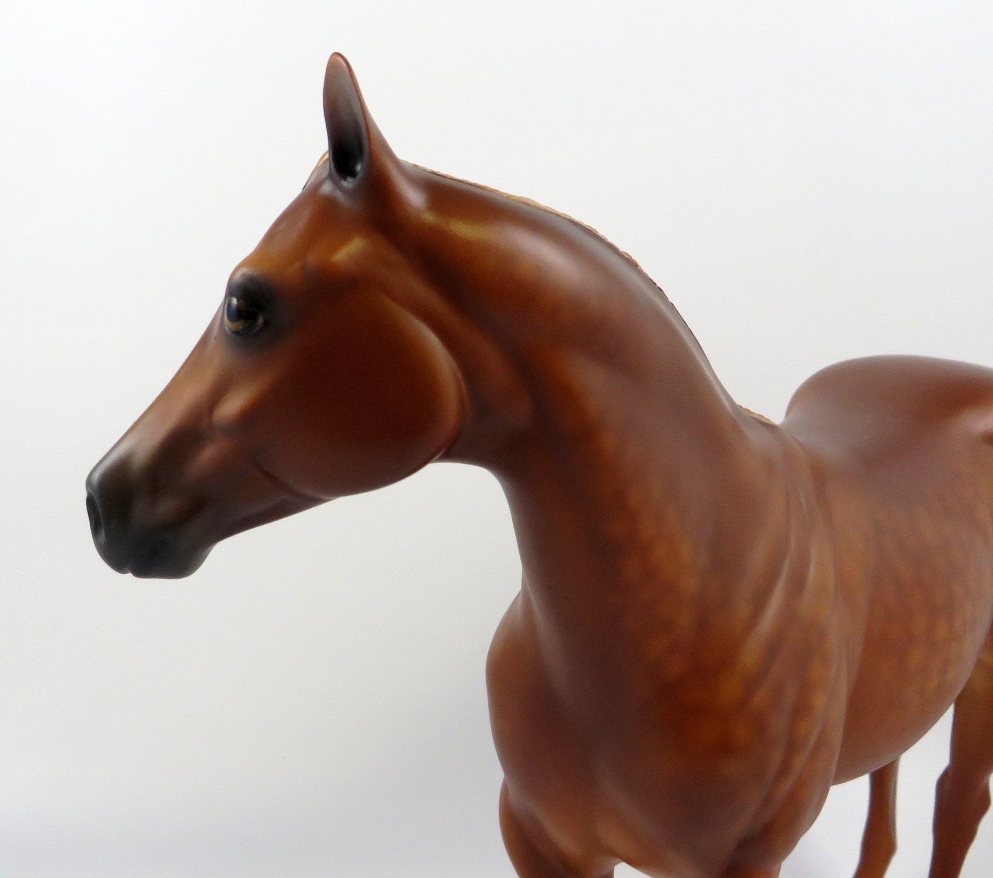 BAST-OOAK DAPPLE CHESTNUT ISH EQ 2019